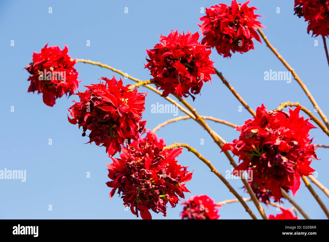 Weihnachtsstern Bäume blühen im Himalaya in der Nähe von Pokhara, Nepal. Stockfoto