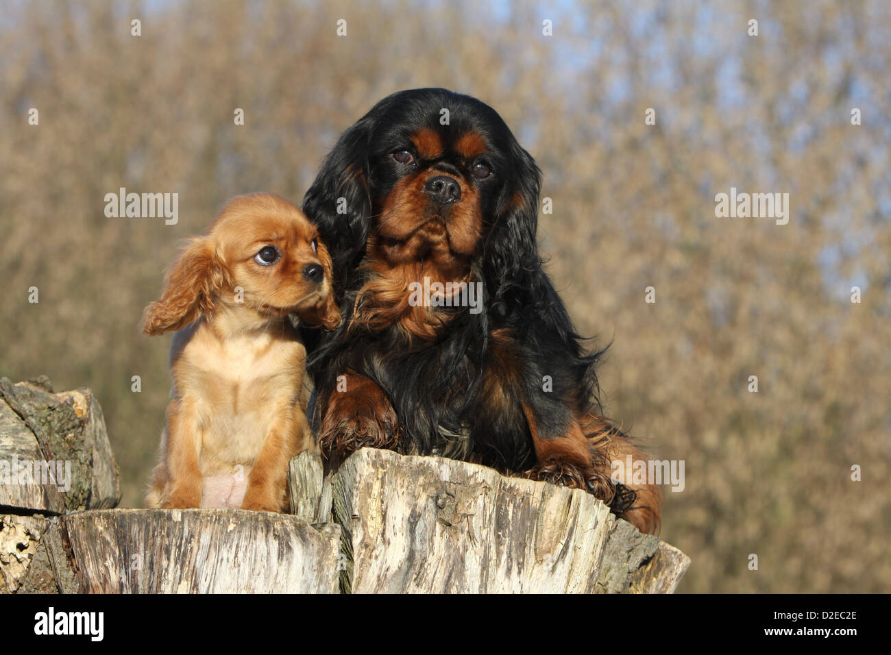 Hund Cavalier King Charles Spaniel Welpen und Erwachsene verschiedene Farben (Ruby, Black And Tan) auf einem Holz Stockfoto