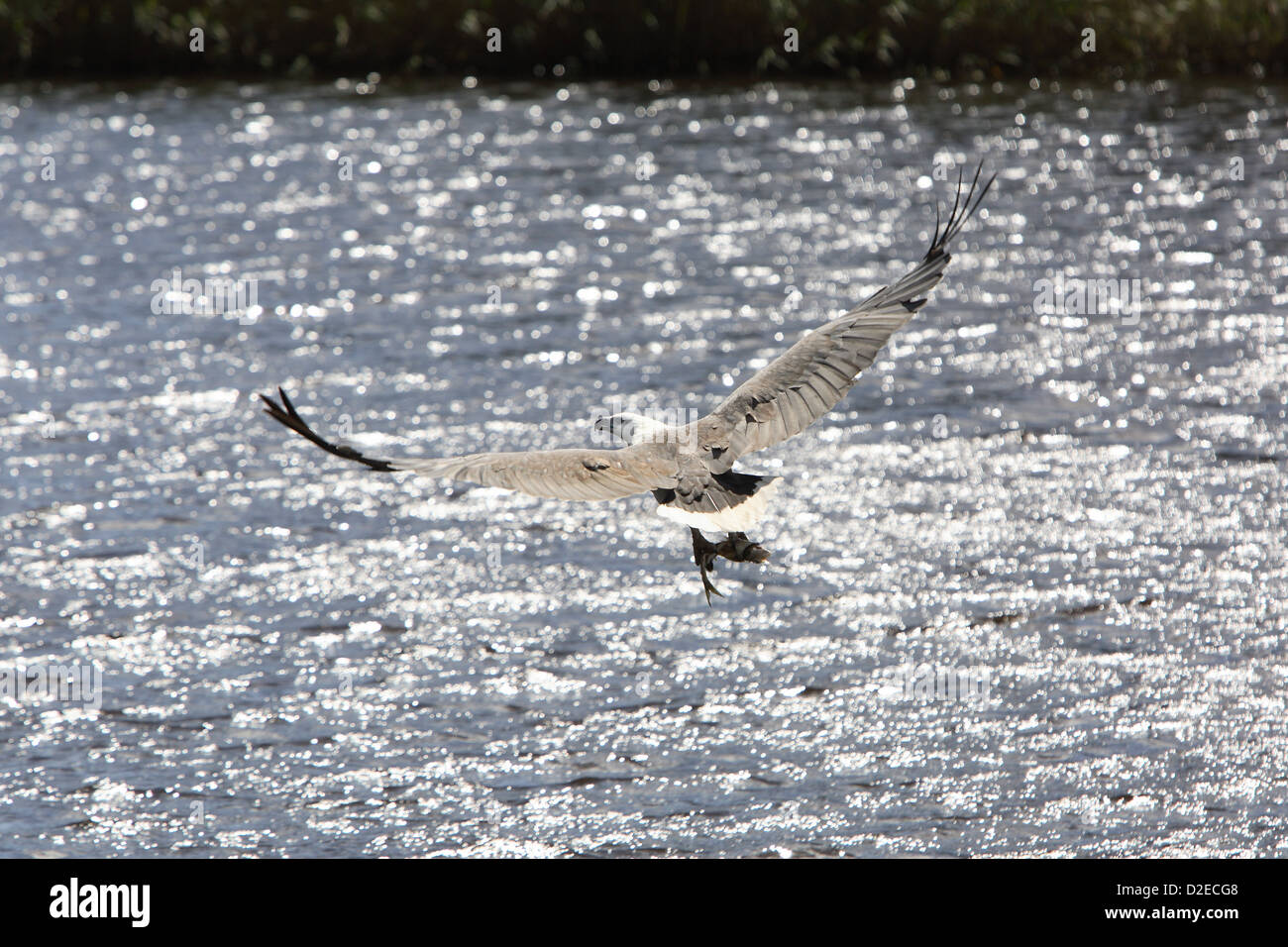 White-bellied Seeadler (Haliaeetus Leucogaster). Arthur River, Tasmanien, Australien. Stockfoto