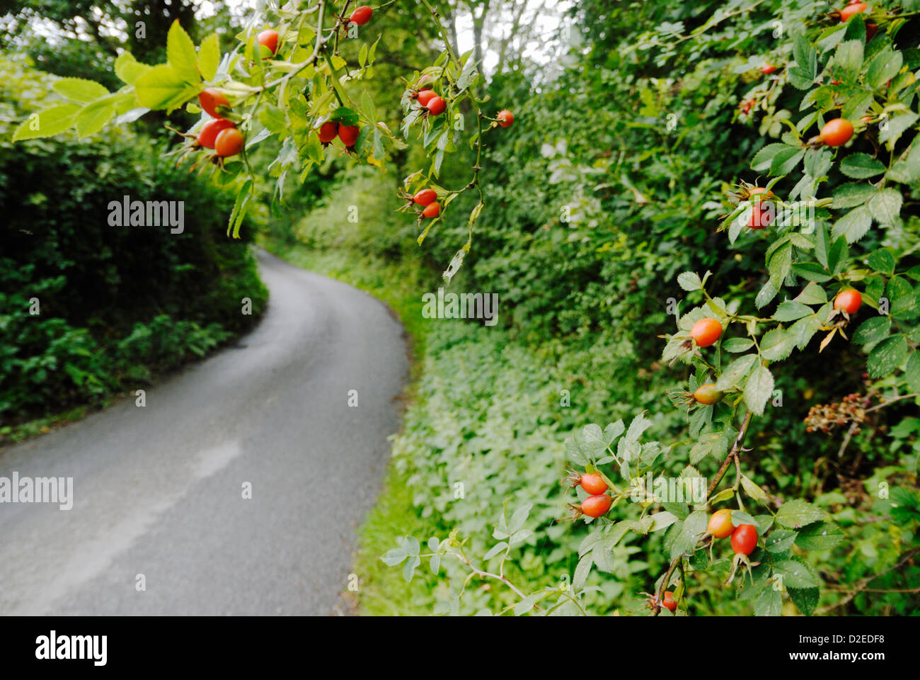 Rosa Canina, Dog Rose Fruits oder Rosehips in einem Hecken am Straßenrand, Wales, Großbritannien. Stockfoto