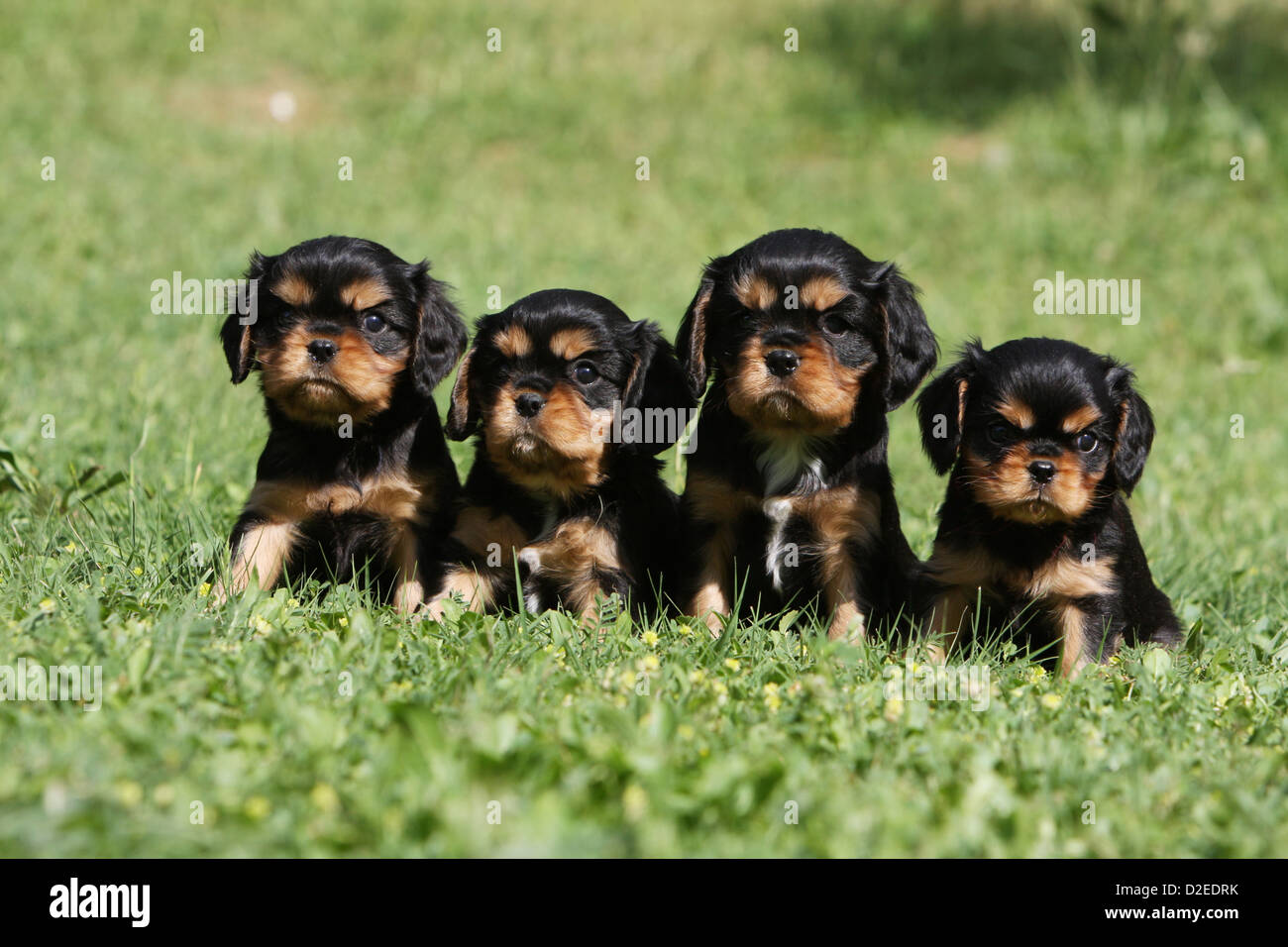 Cavalier King Charles Spaniel Welpen Schwarz Hund vier Welpen Cavalier King Charles Spaniel (Black And Tan), sitzen