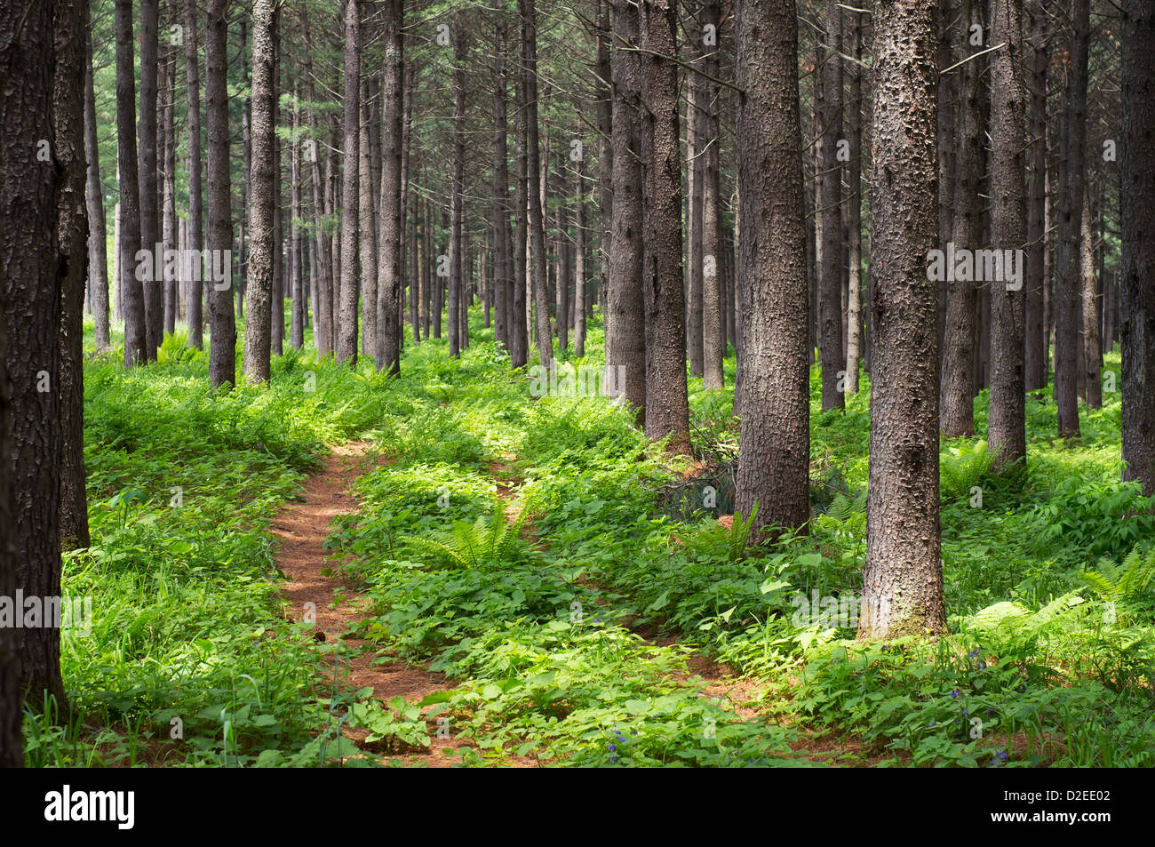 Ansammlung von Blättern in den koreanischen Kiefernwald. Stockfoto