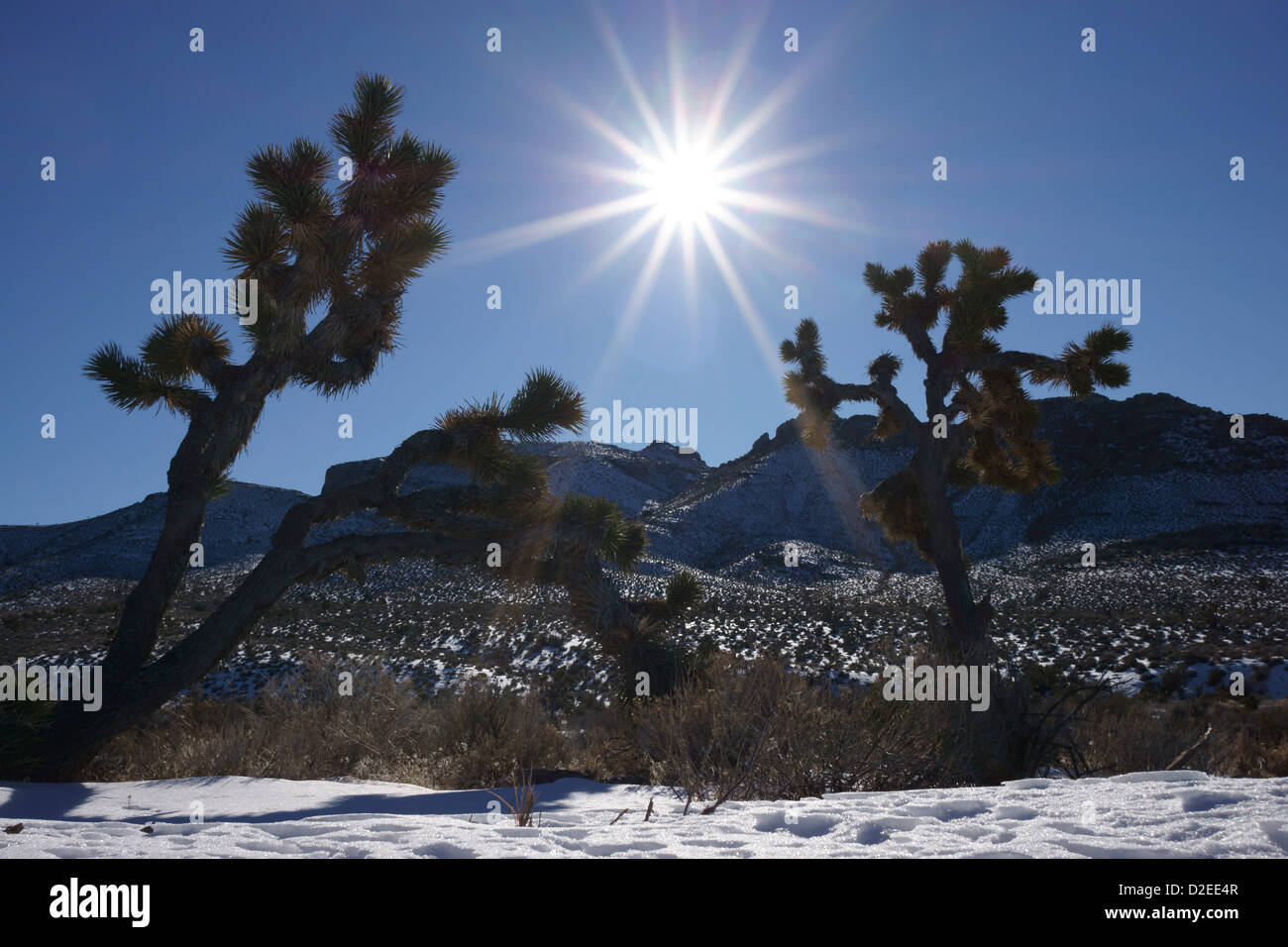 Joshua oder Yucca Bäume entlang Hihgway 93 westlich von Caliente, Winter, Nevada Stockfoto