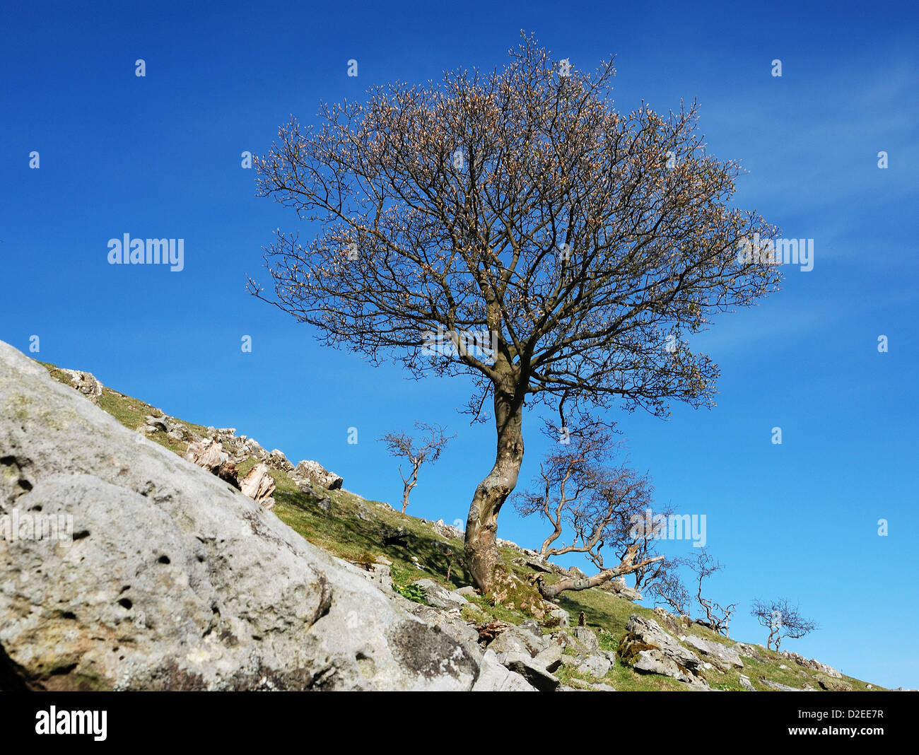 Ein Baum wächst am Hang Stockfoto