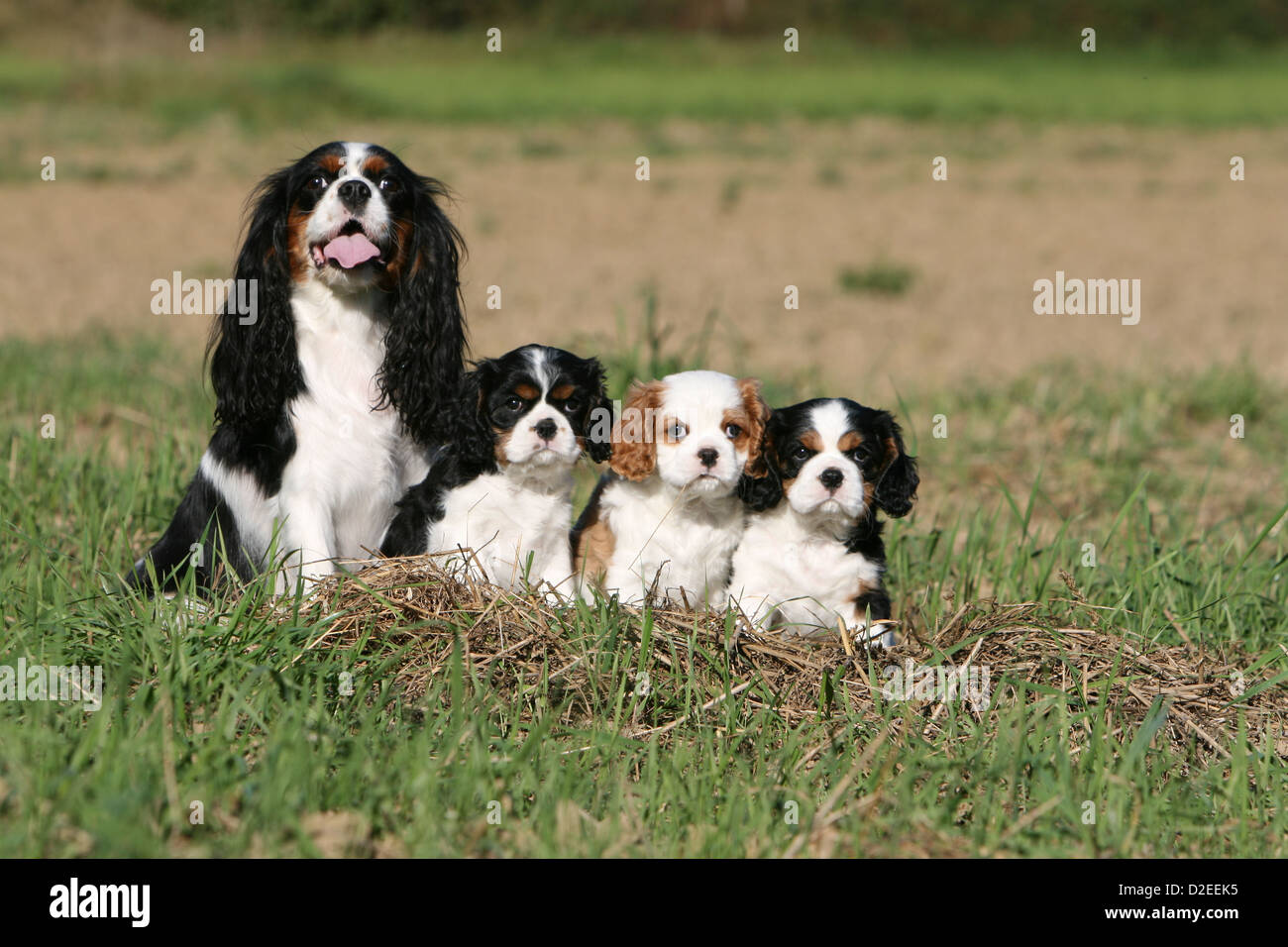 Hund Cavalier King Charles Spaniel Erwachsenen und drei Welpen verschiedene  Farben (Tricolor und Blenheim) sitzen auf einer Wiese Stockfotografie -  Alamy