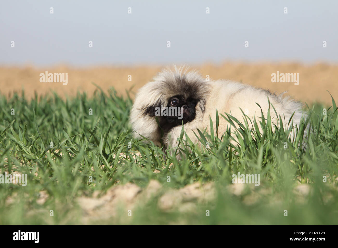 Pekinese Hund / Pekinese / Pékinois Welpen blicken zurück auf ein Gebiet Stockfoto