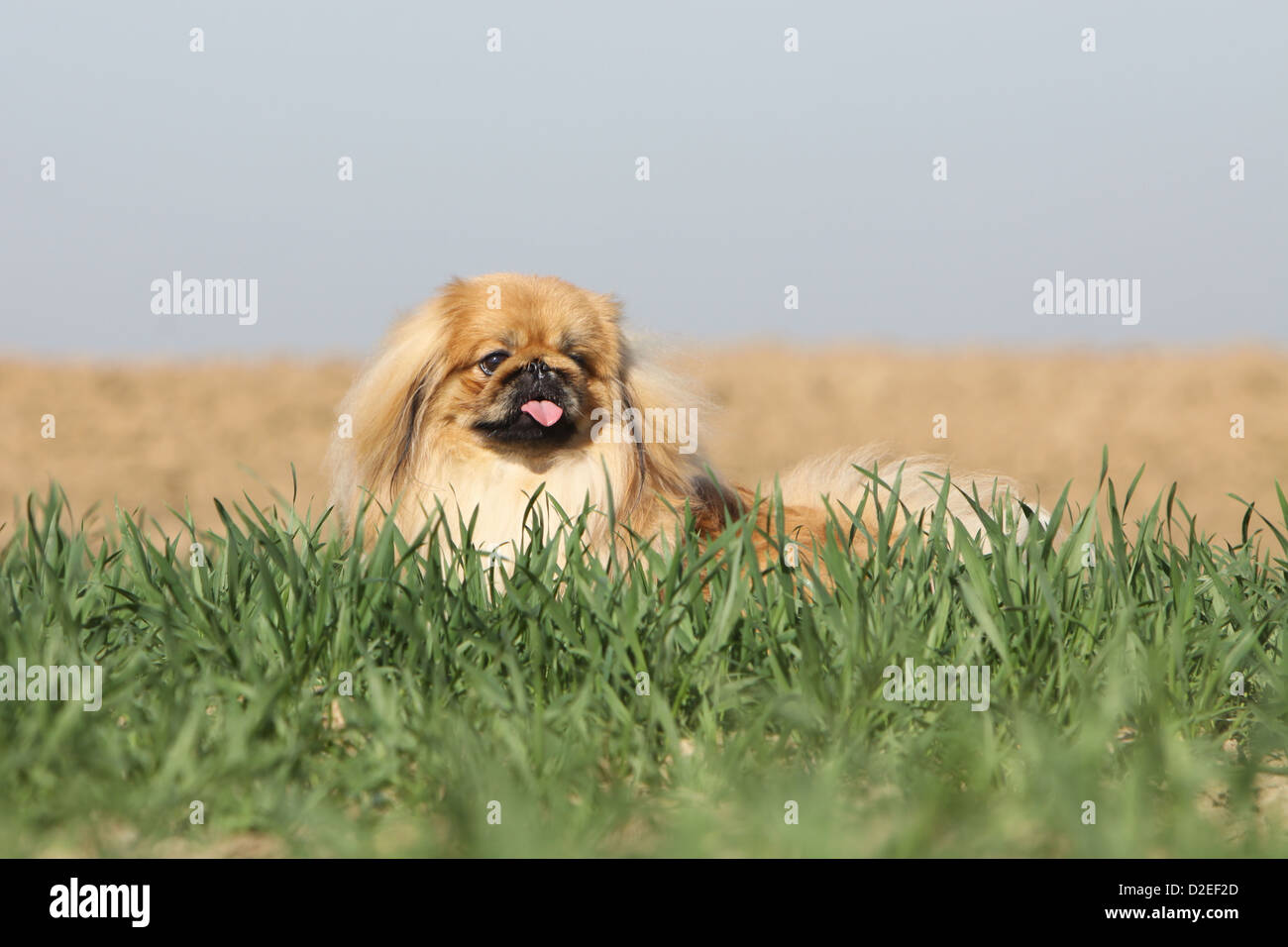 Pekinese Hund / Pekinese / Pékinois Erwachsenen stehen hinter der Wiese Stockfoto