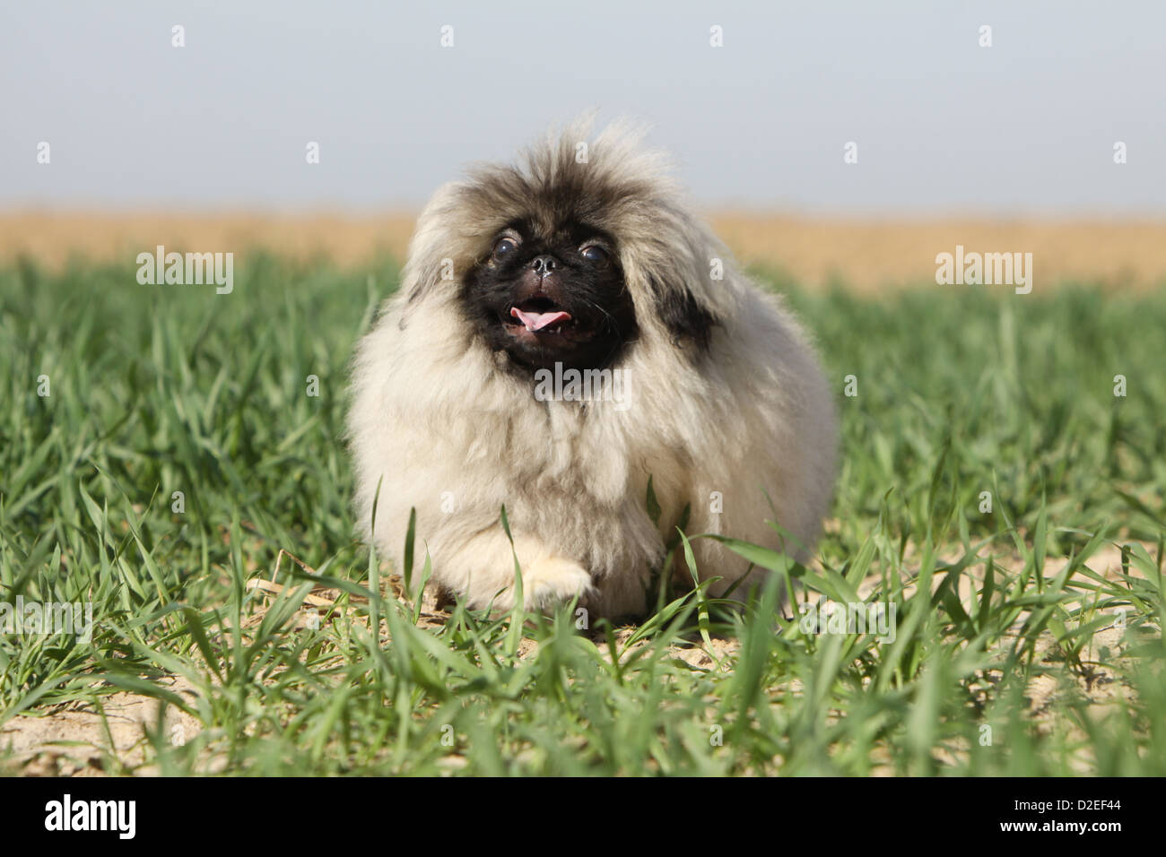 Pekinese Hund / Pekinese / Pékinois Welpen zu Fuß in ein Feld Stockfoto