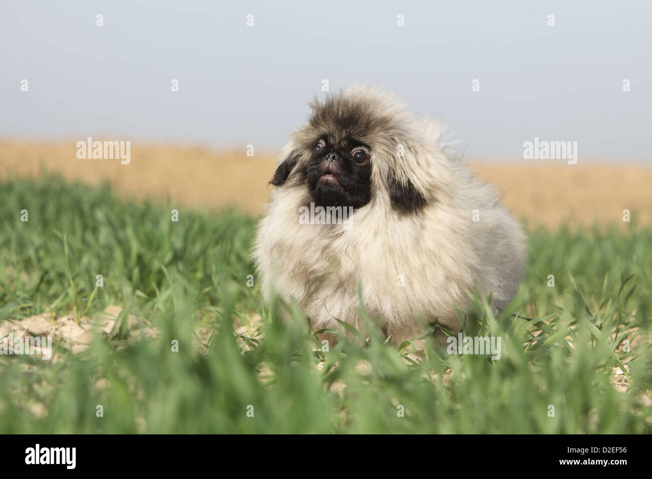 Pekinese Hund / Pekinese / Pékinois Welpen stehen in einem Feld Stockfoto