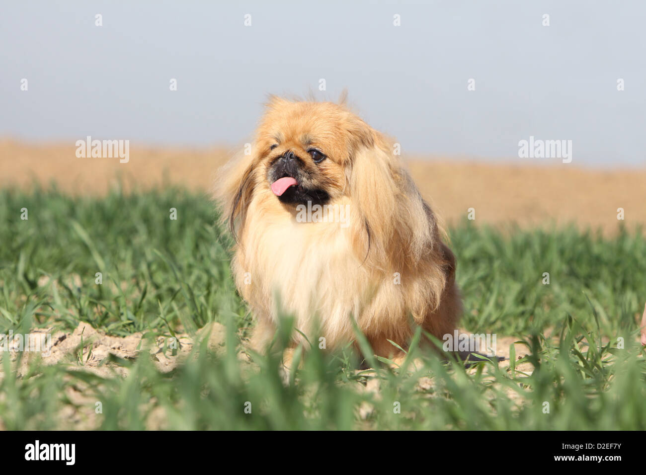 Pekinese Hund / Pekinese / Pékinois Erwachsenen sitzen in einem Feld Stockfoto