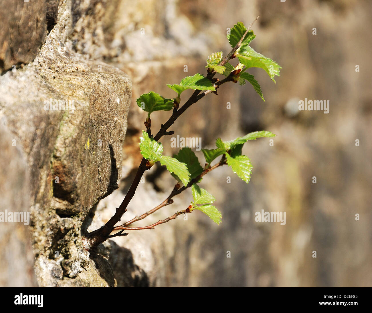 Junger Baum Bäumchen wachsen in einer Steinmauer Stockfoto