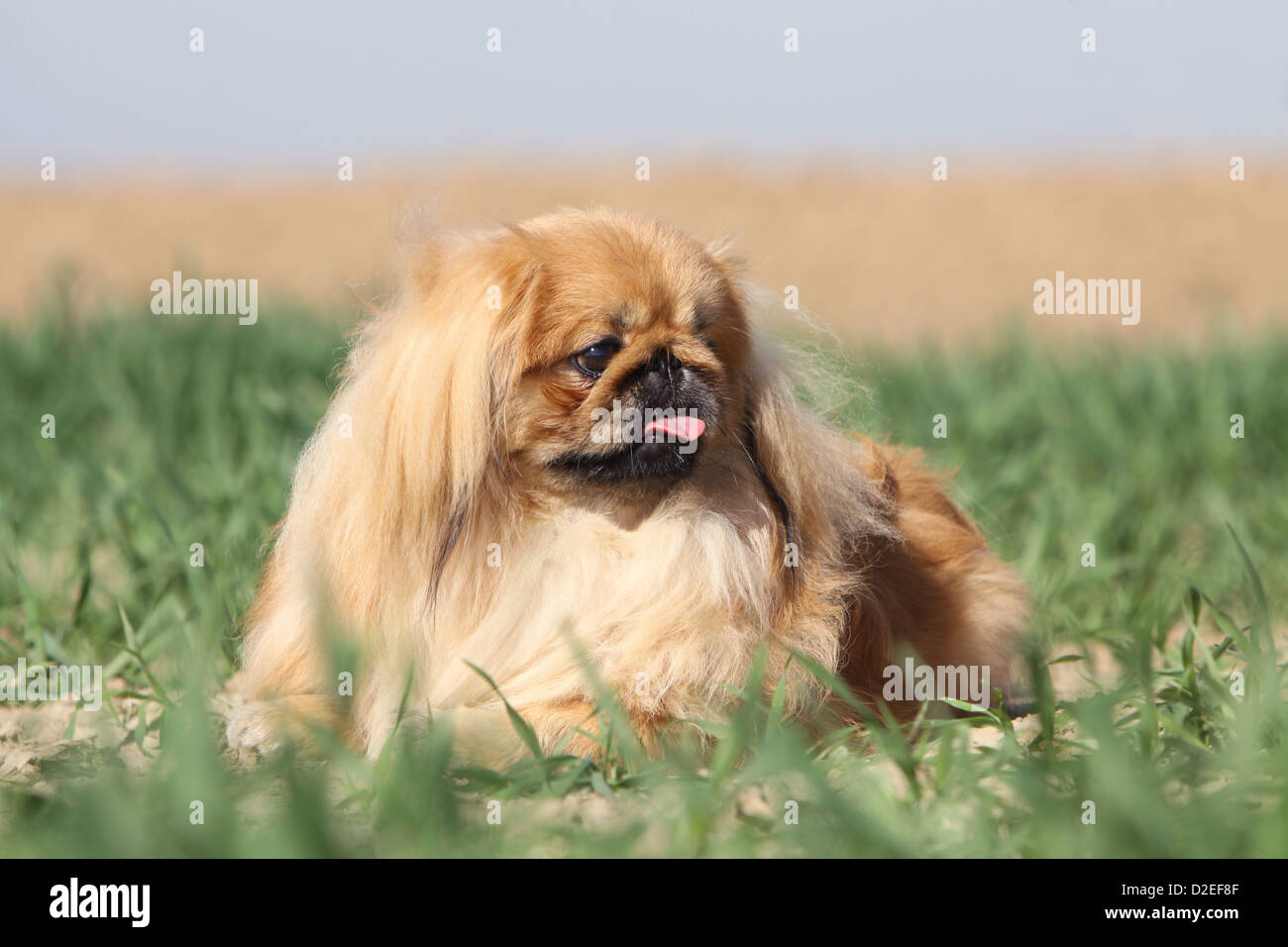 Pekinese Hund / Pekinese / Pékinois Erwachsenen liegen in einem Feld Stockfoto