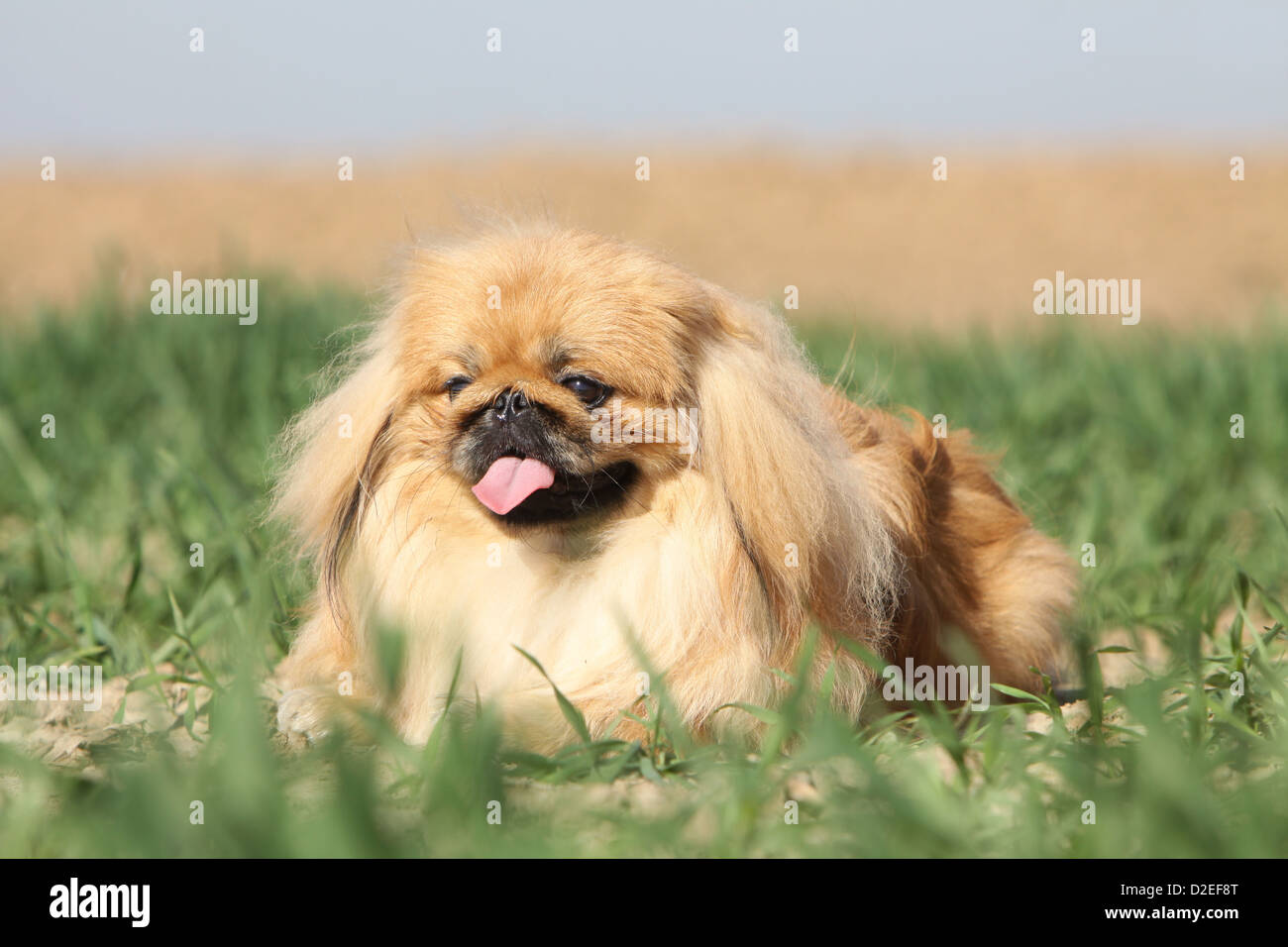 Pekinese Hund / Pekinese / Pékinois Erwachsenen liegen in einem Feld Stockfoto