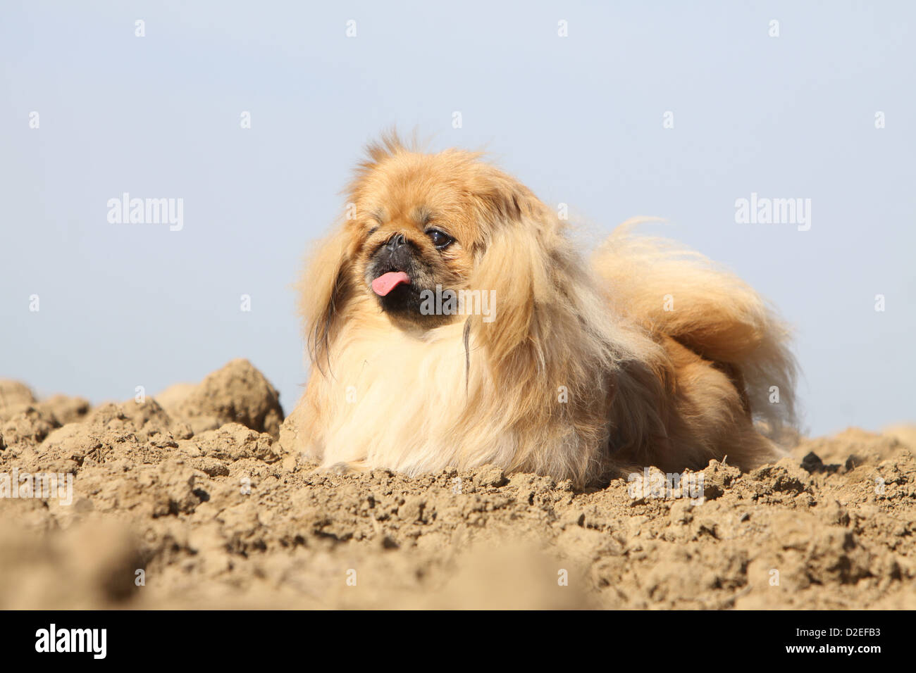 Pekinese Hund / Pekinese / Pékinois Erwachsenen auf dem Boden liegend Stockfoto