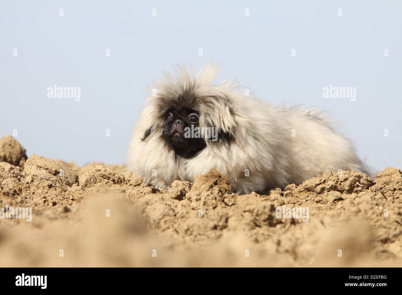Pekinese Hund / Pekinese / Pékinois Welpen liegen in einem Feld Stockfoto