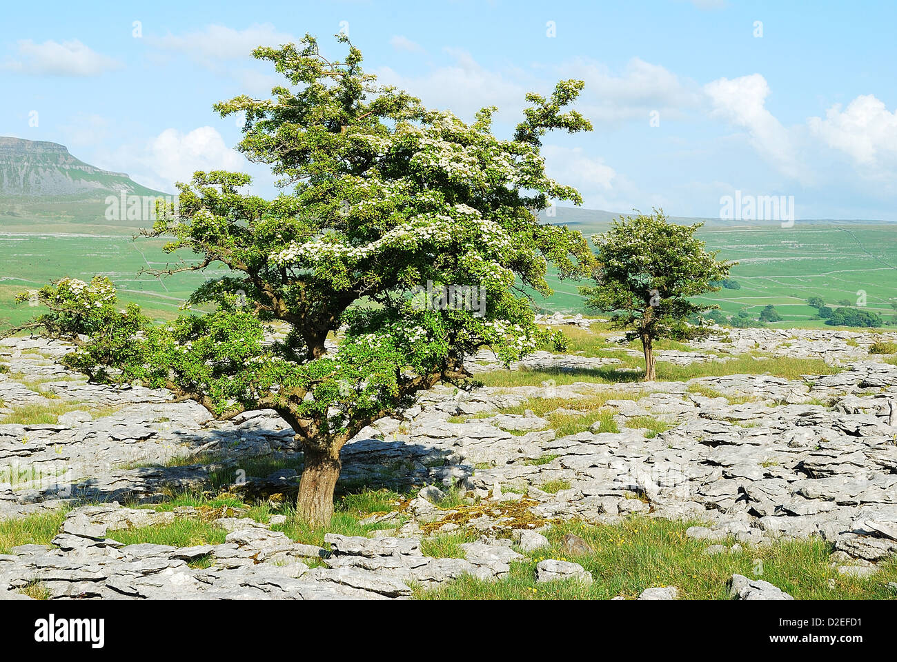 Hawthon Baum auf den Bürgersteigen von Kalkstein in den Yorkshire Dales National Park, UK Stockfoto