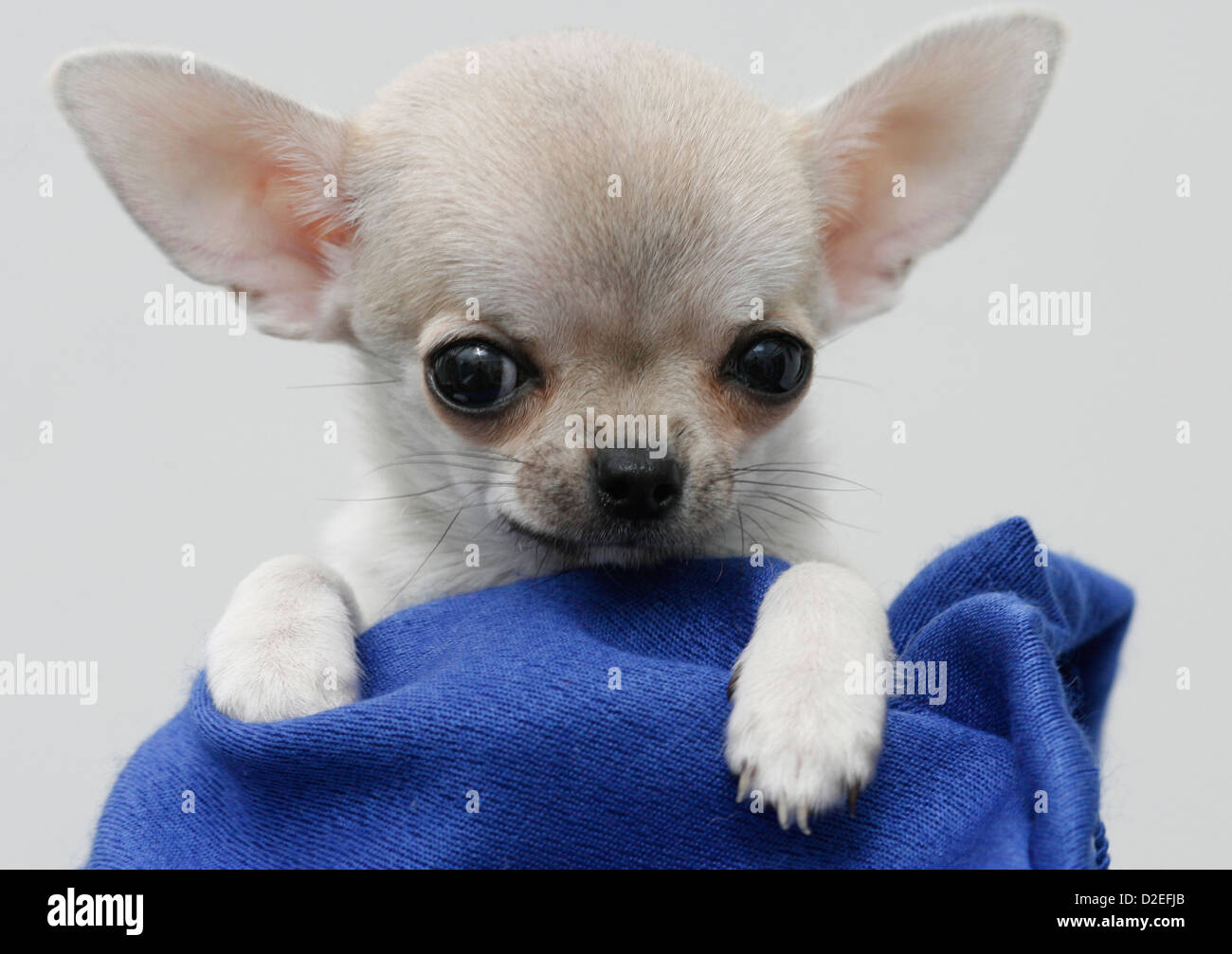 Puffball Stockfoto