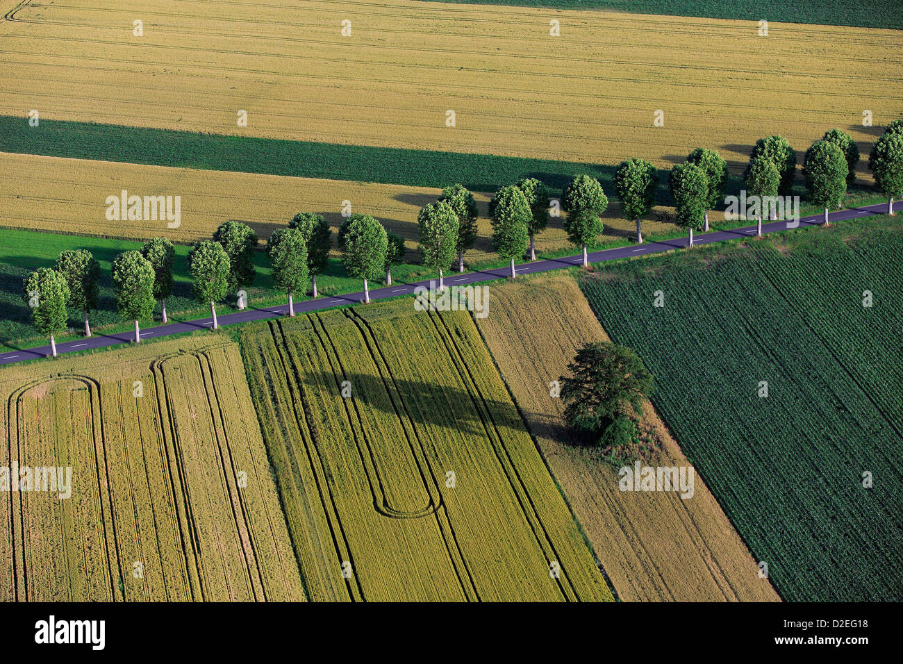 Frankreich, Marne (51), aerial Landschaft mit Bäumen aufgereiht am Straßenrand in den Bereichen Getreide (Luftbild) Stockfoto