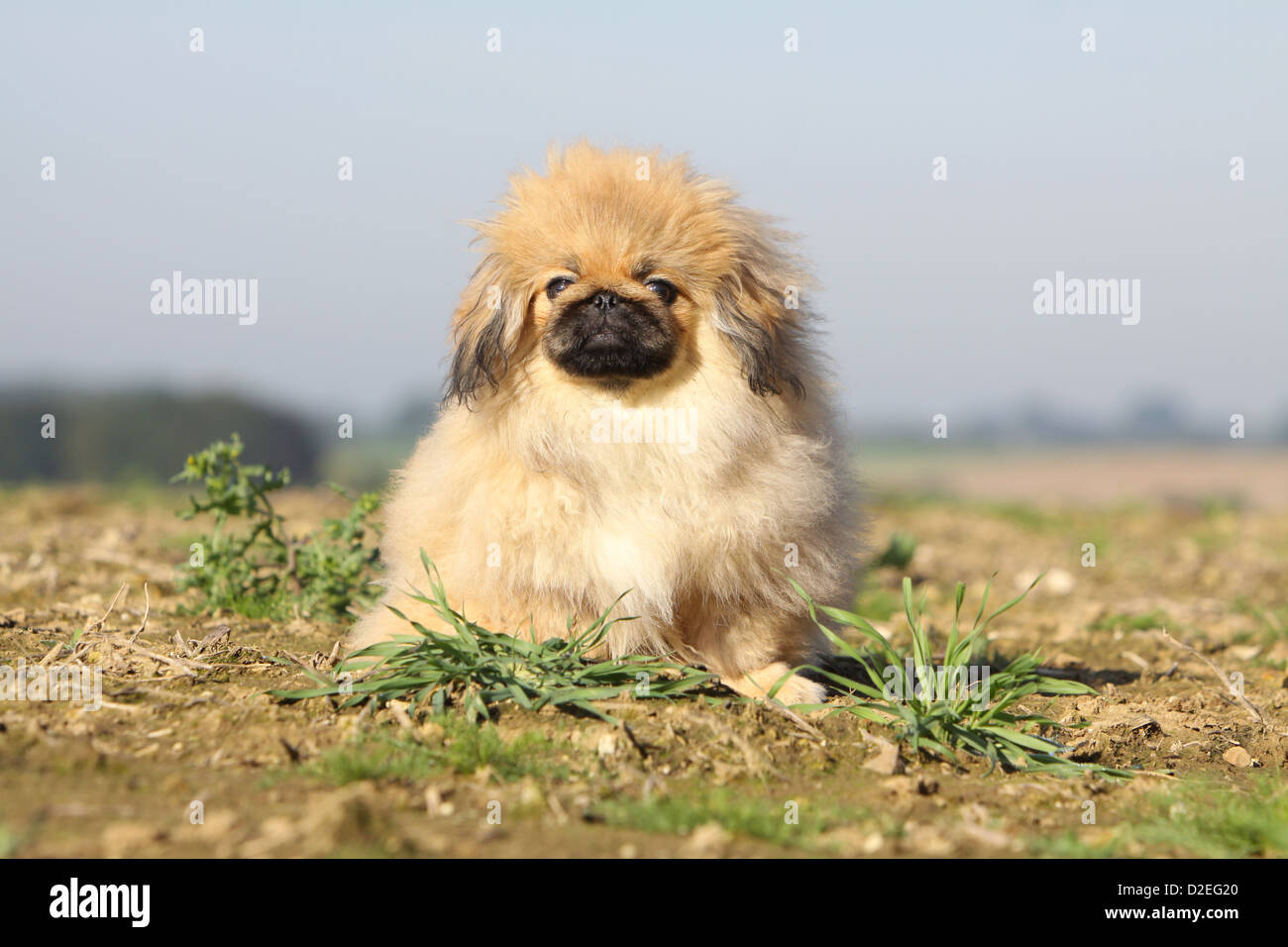 Pekinese Hund / Pekinese / Pékinois Welpen sitzen in einem Feld Stockfoto