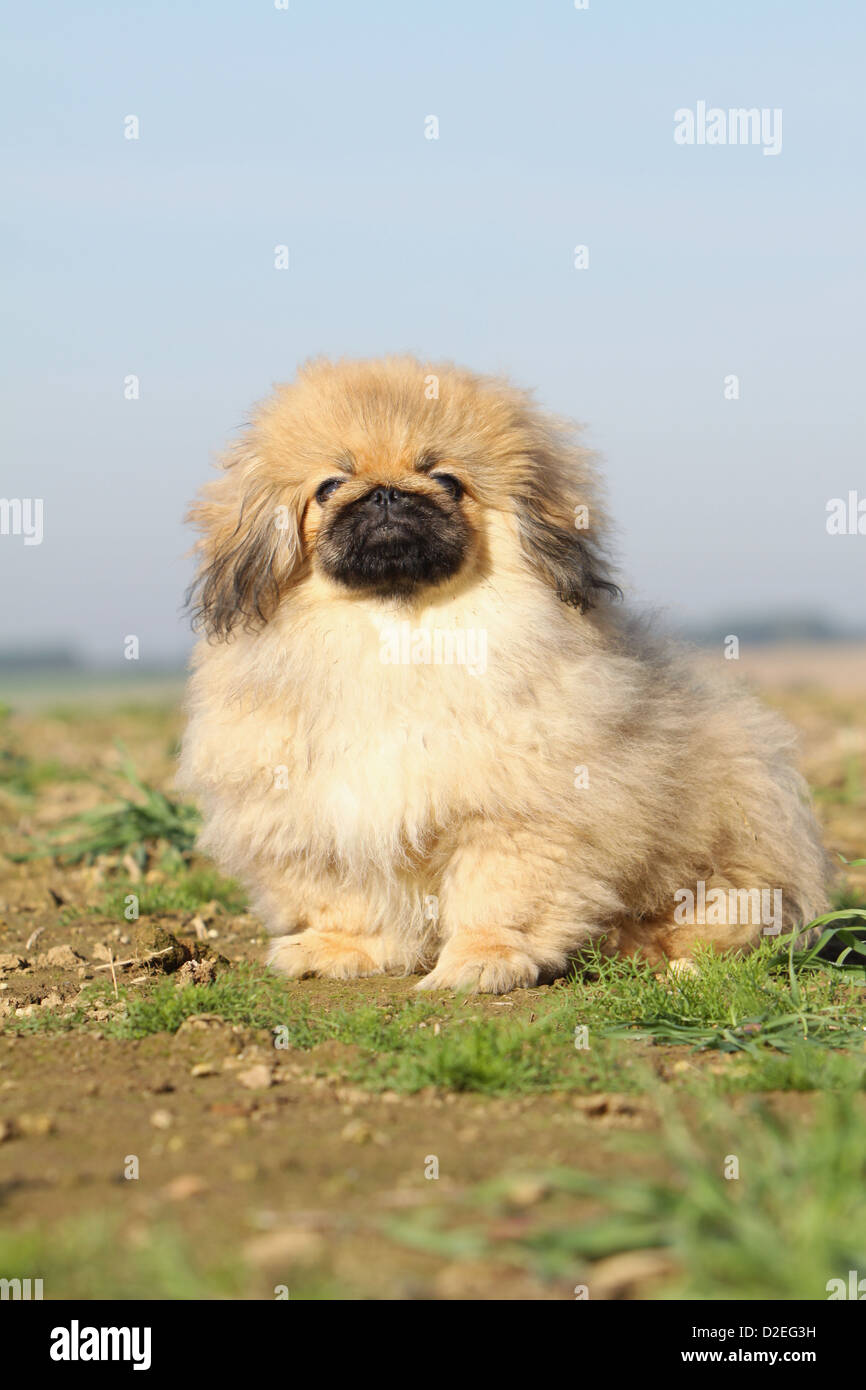 Pekinese Hund / Pekinese / Pékinois Welpen sitzen in einem Feld Stockfoto