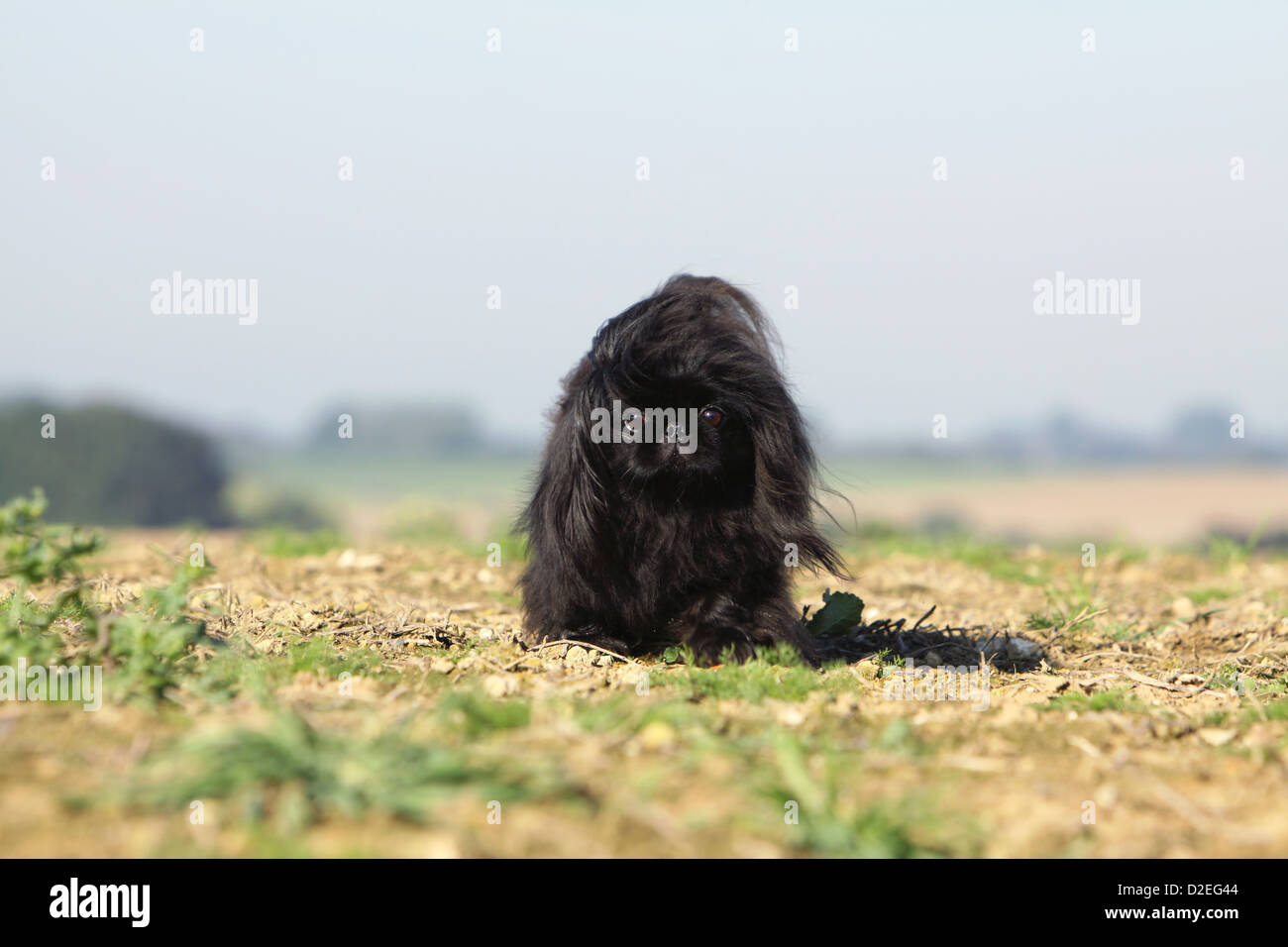 Pekinese Hund / Pekinese / Pékinois Erwachsenen schwarz läuft in einem Feld Stockfoto