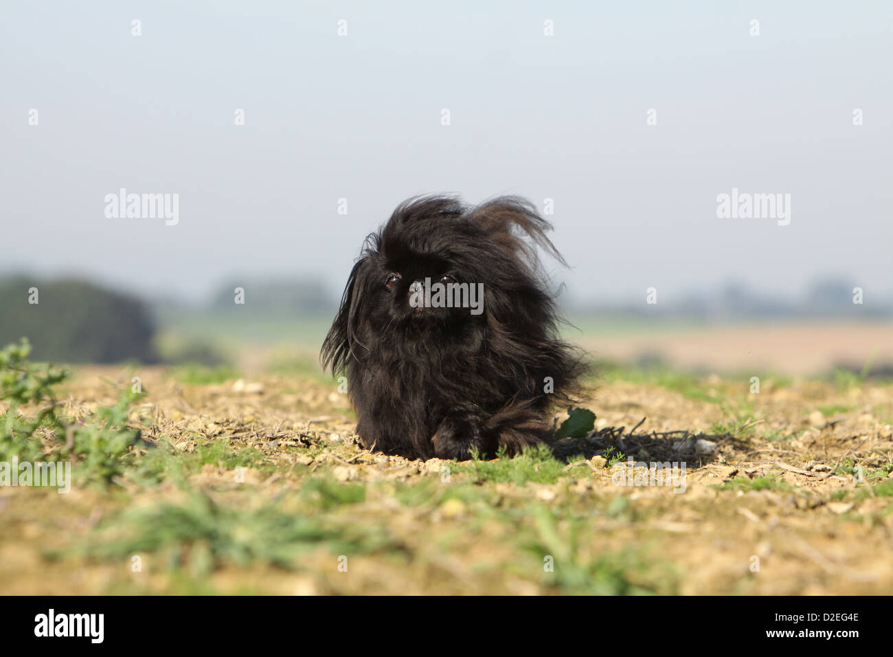 Pekinese Hund / Pekinese / Pékinois Erwachsenen schwarz läuft in einem Feld Stockfoto