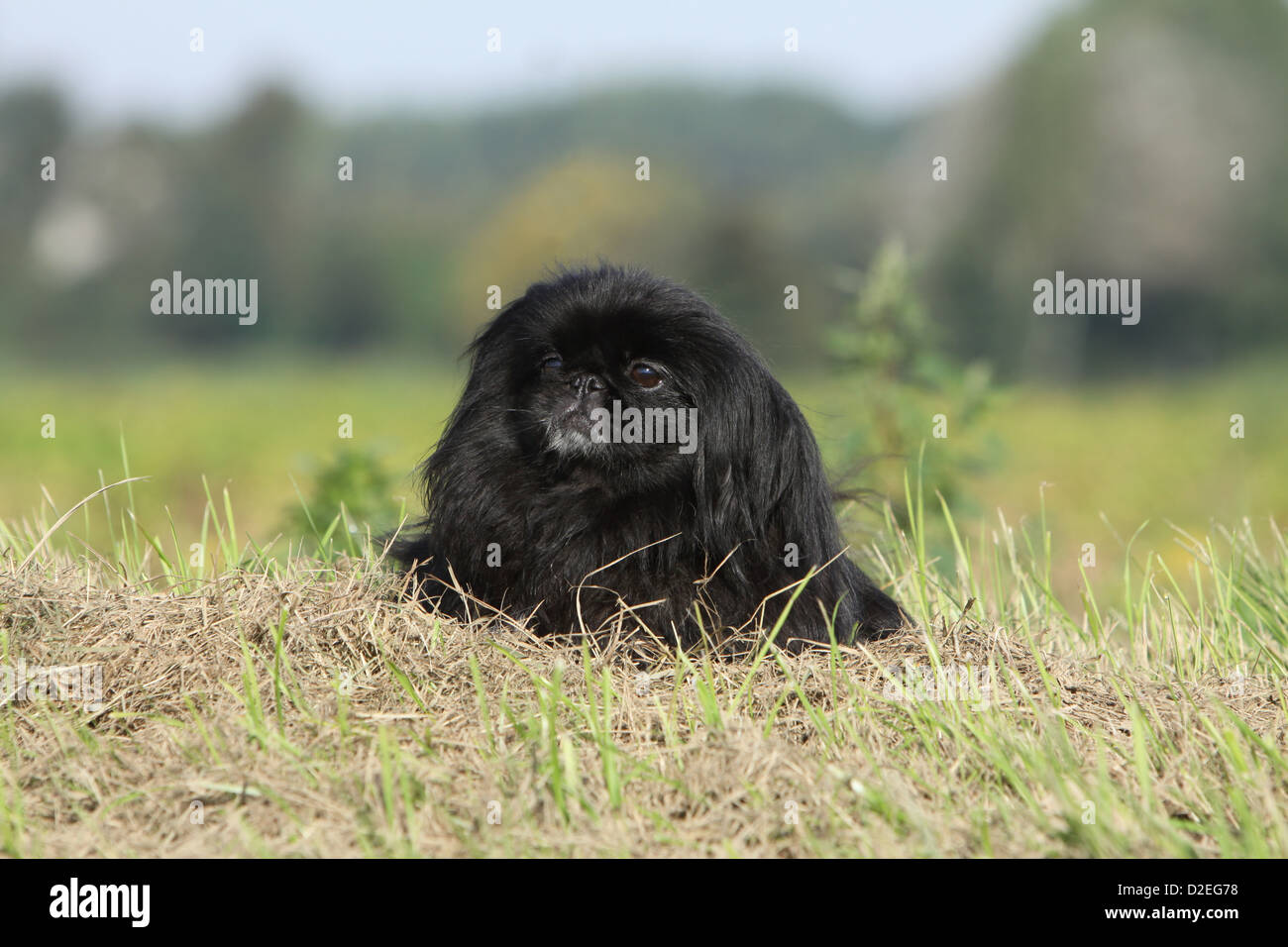 Pekinese Hund / Pekinese / Pékinois Erwachsenen schwarz liegend auf einer Wiese Stockfoto