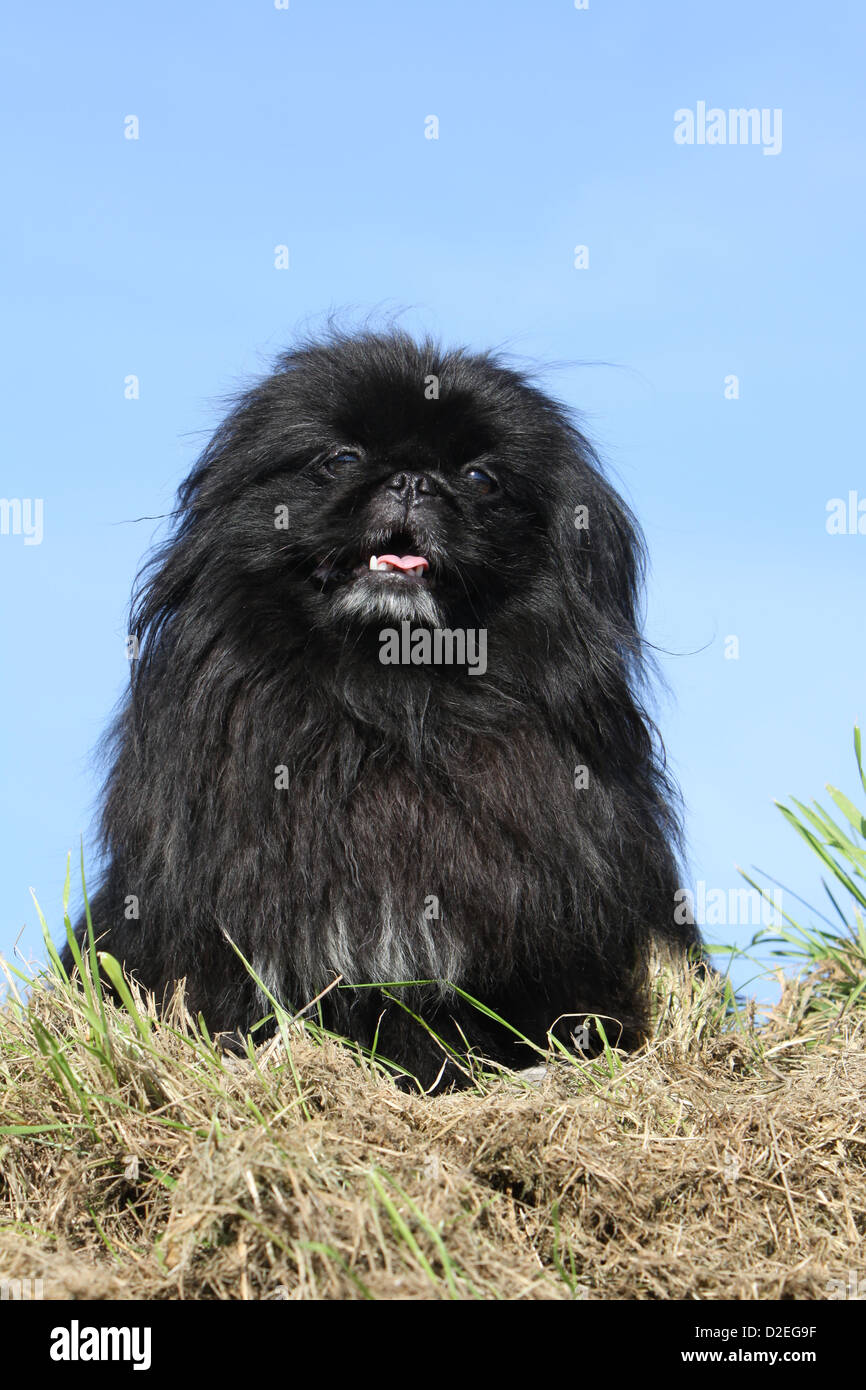 Pekinese Hund / Pekinese / schwarz Pékinois Erwachsenen sitzen auf dem Stroh Stockfoto
