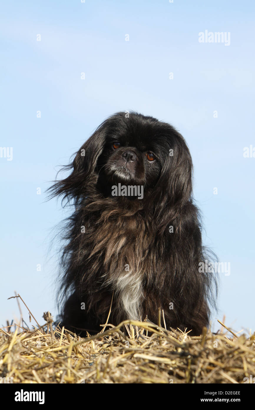 Pekinese Hund / Pekinese / schwarz Pékinois Erwachsenen sitzen auf dem Stroh Stockfoto
