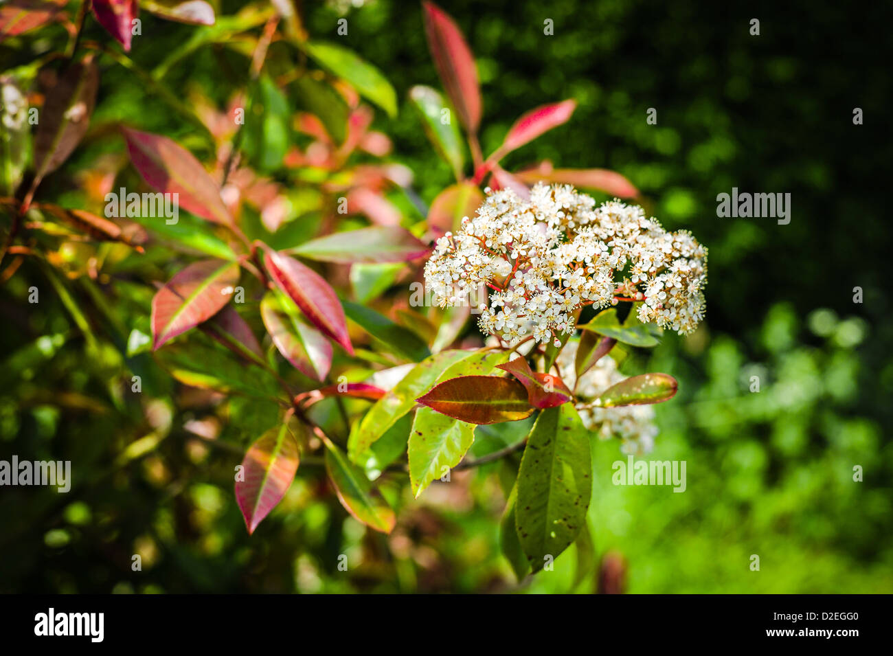 Weiße Blumen auf X fraseri Photinia Red Robin im Mai Stockfoto