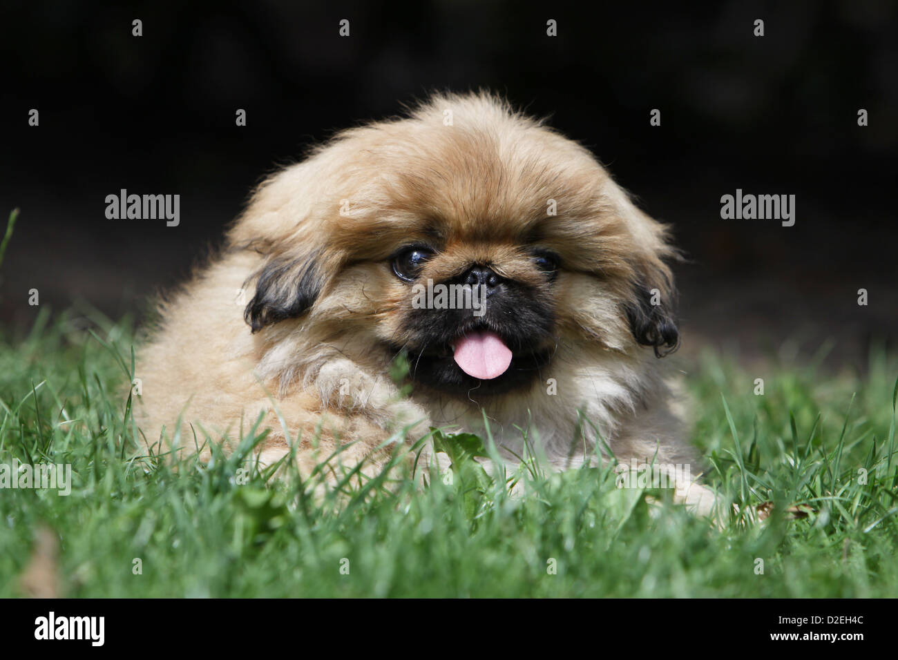 Pekinese Hund / Pekinese / Pékinois Welpen liegen auf dem Rasen Stockfoto