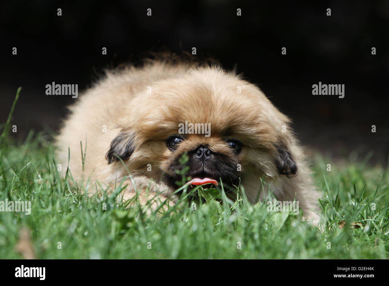 Pekinese Hund / Pekinese / Pékinois Welpen liegen auf dem Rasen Stockfoto