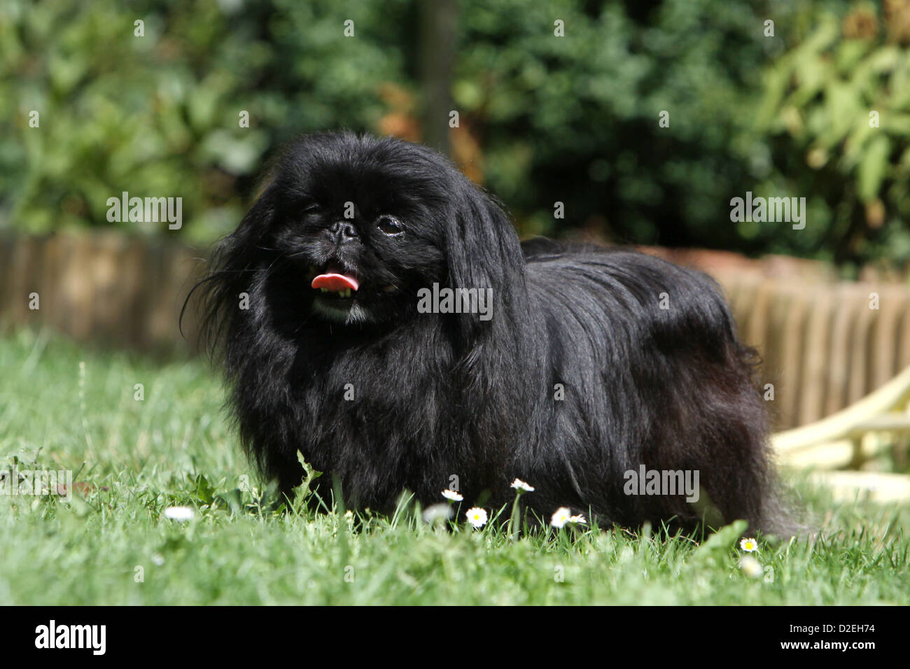 Pekinese Hund / Pekinese / Pékinois Erwachsenen steht in einem Garten Stockfoto