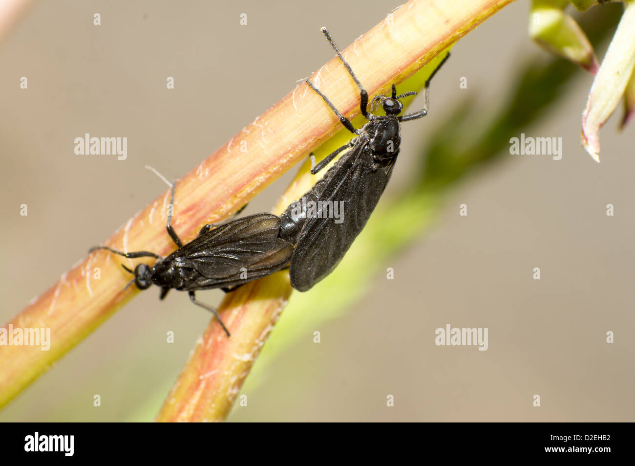 Die beiden Paarung schwarze Insekten im Sommer. Stockfoto