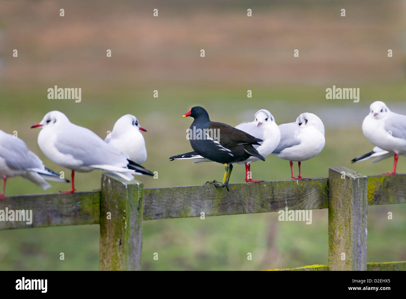Schwarze Spitze Gull Larus Ridibundus und Teichhuhn thront auf Bauernhof Zaun Stockfoto