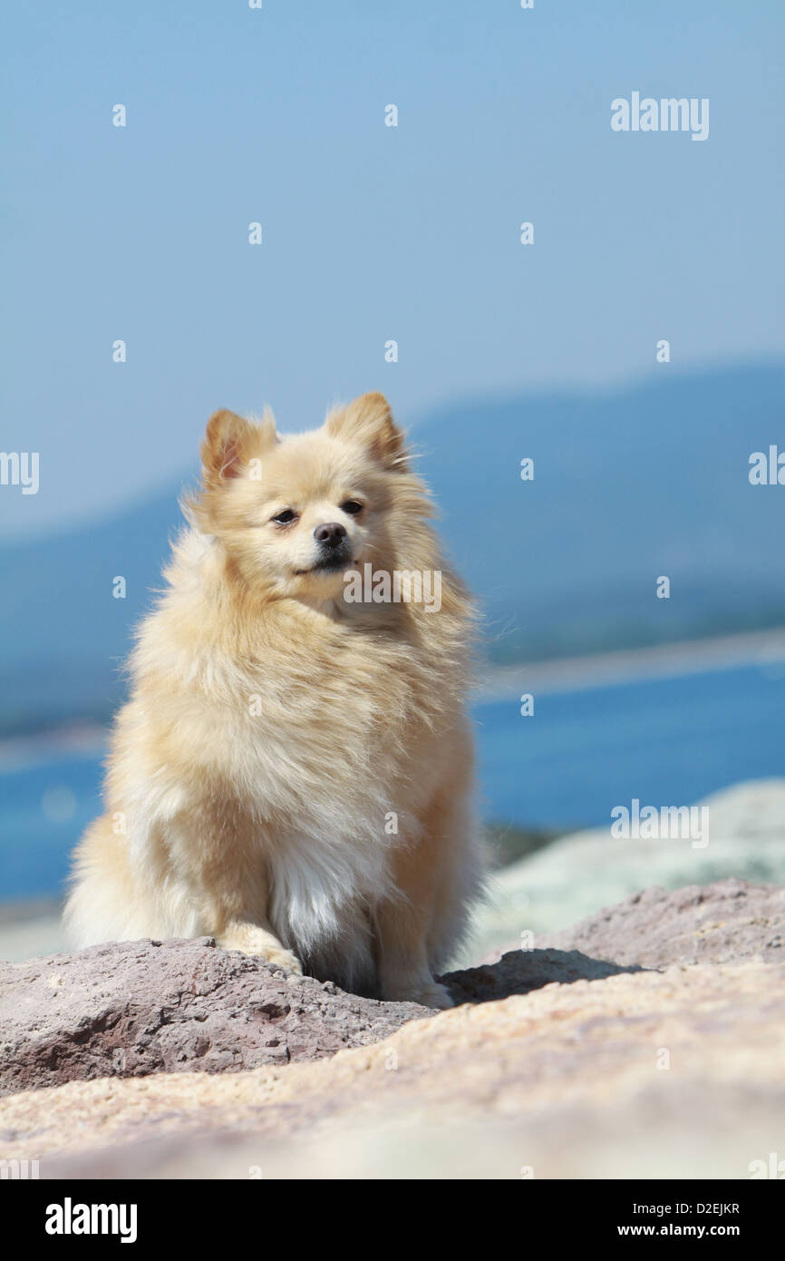 Deutscher Spitz Hund / Pommern Erwachsener (Creme) auf einem Felsen sitzen  Stockfotografie - Alamy