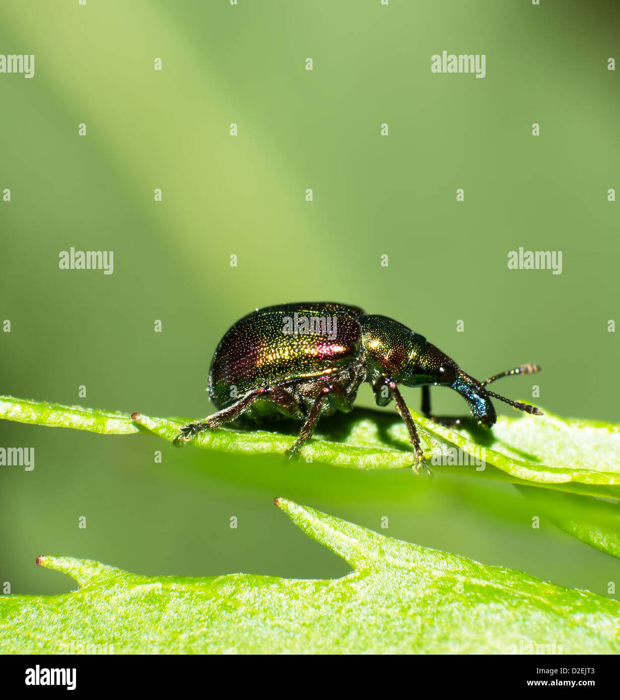 Outdoor-Käfer auf einem grünen Blatt Stockfoto