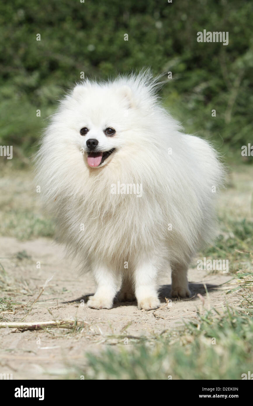 Deutscher Spitz Hund / Pommern Erwachsener (weiß) stehen Stockfotografie -  Alamy