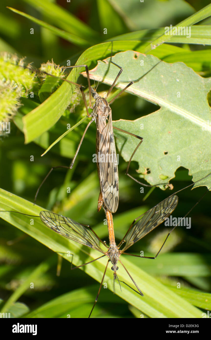 Die Zucht Saison die männliche und weibliche hängende Fliege Stockfoto