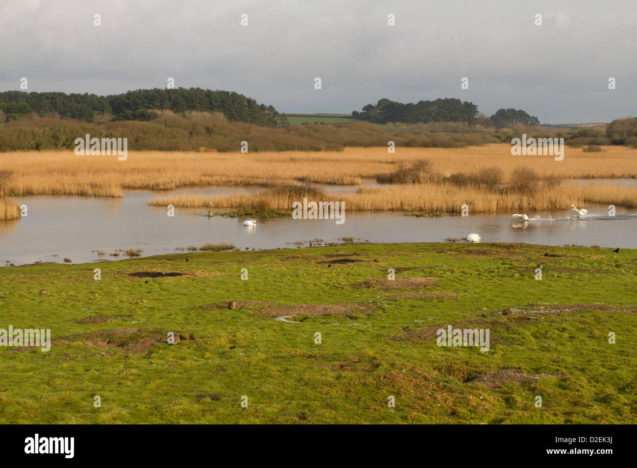 Höckerschwäne im Flug Marazion Marsh RSPB; Cornwall; UK Stockfoto