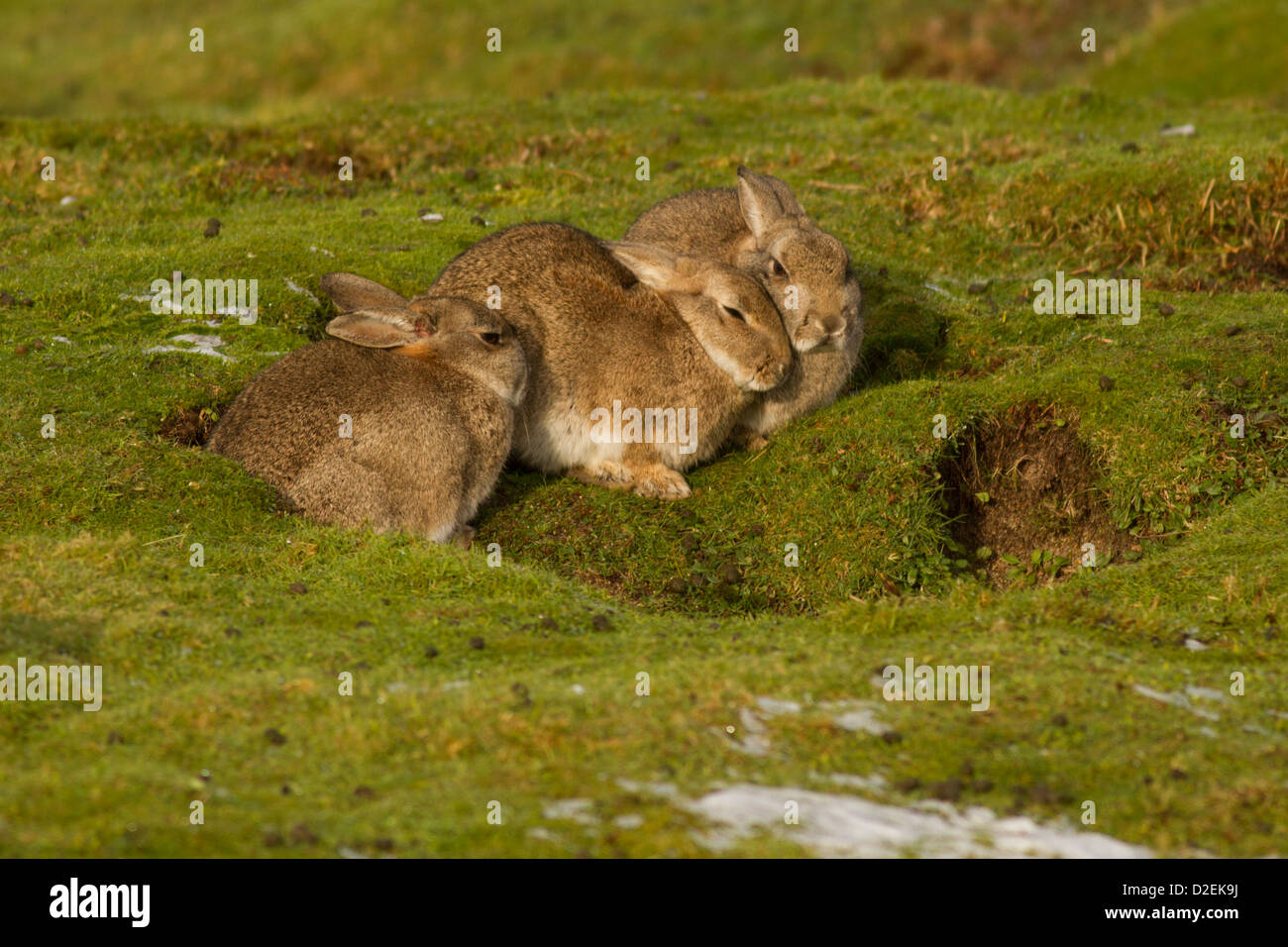 Europäischen Kaninchen (Oryctolagus Cuniculus); Marazion Marsh RSPB; Cornwall; UK Stockfoto