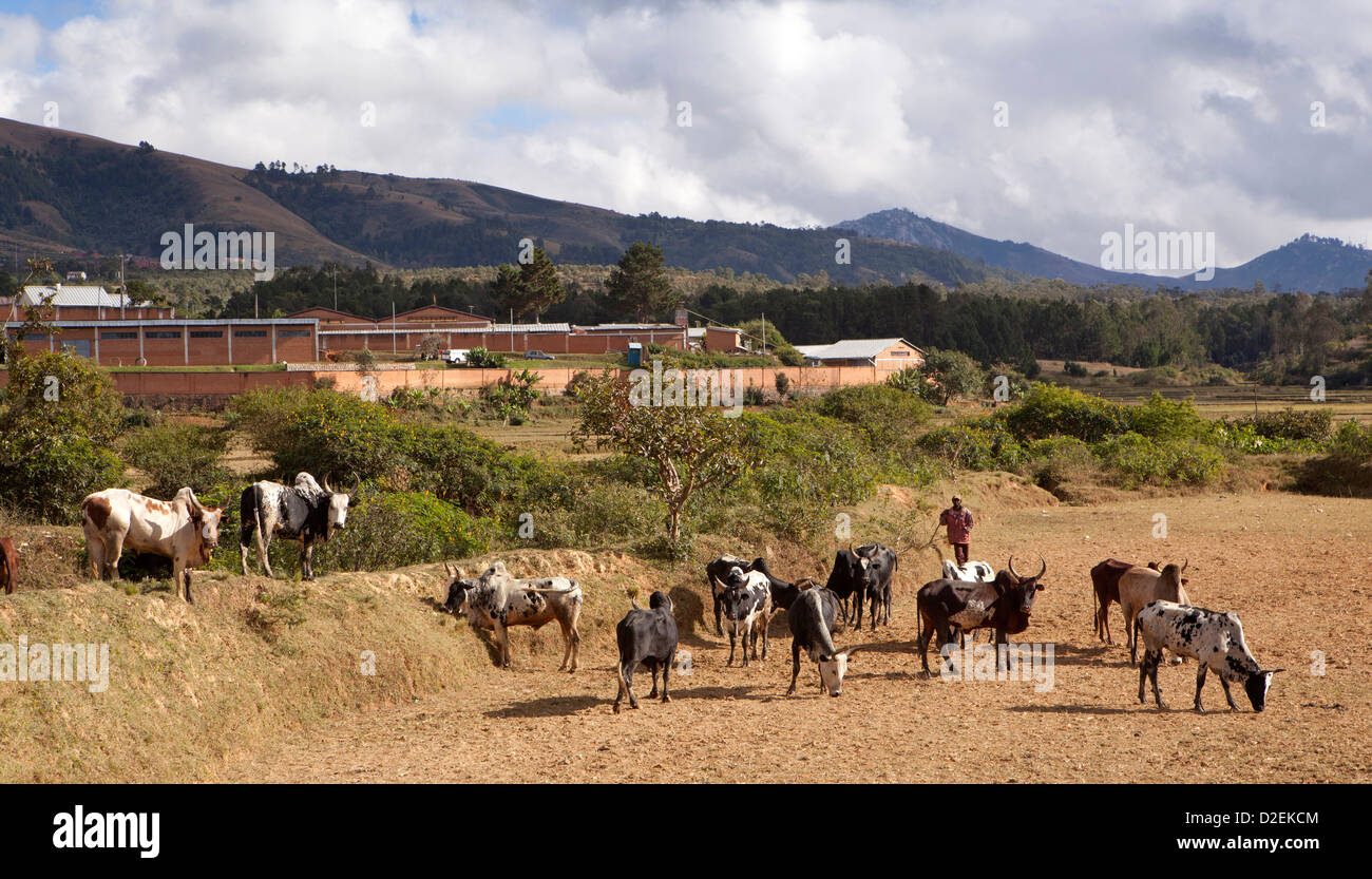 Madagaskar, trieben Ambositra, Savika, Zebus in Wettbewerbsbedingungen Stockfoto