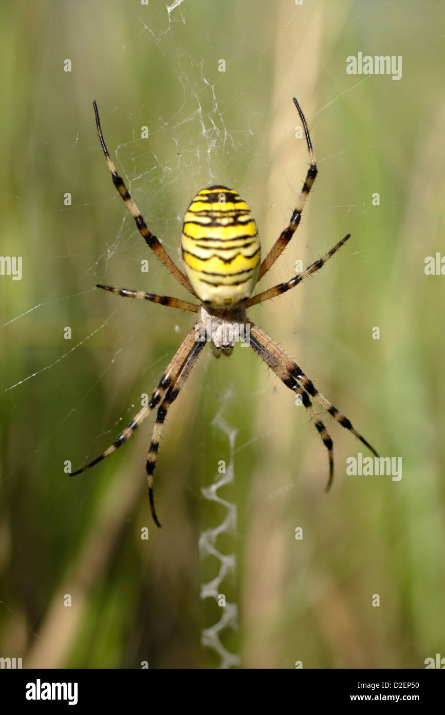 Wasp Spider (Argiope Bruennichi) Stockfoto