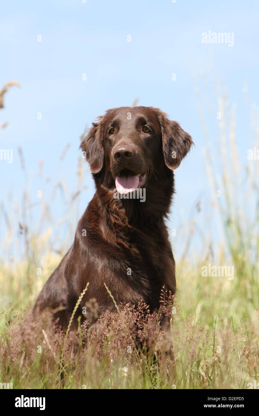 Liver Flat Coated Retriever Stockfotos und bilder Kaufen Alamy