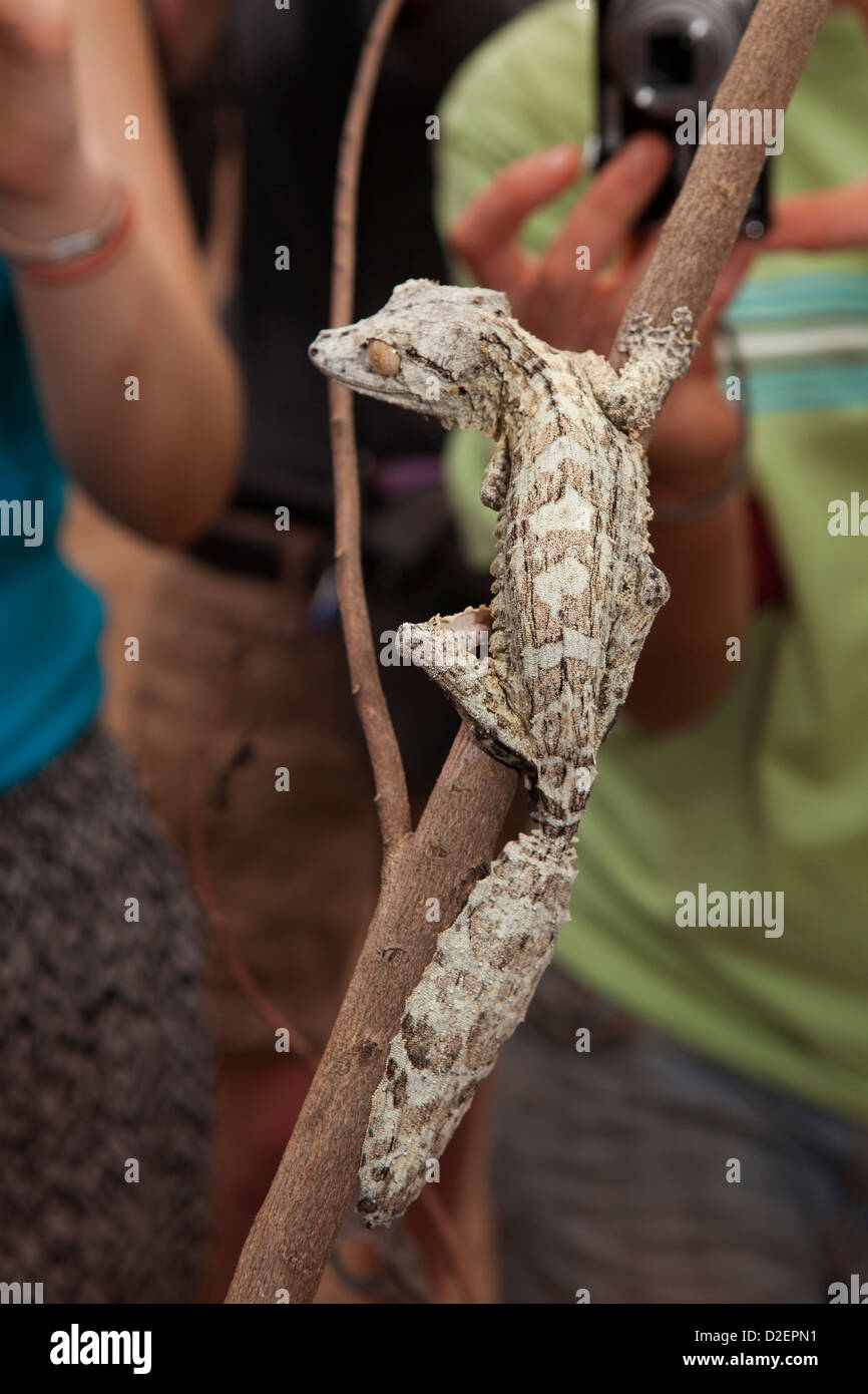 Madagaskar, Betrieb Wallacea, Mariarano, Blatt Tailed Gecko Uroplatis heckeli Stockfoto