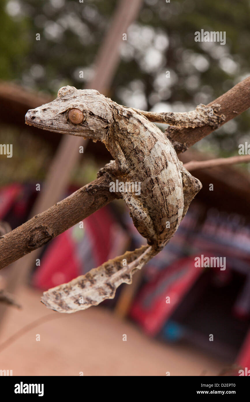 Madagaskar, Betrieb Wallacea, Mariarano, Blatt Tailed Gecko Uroplatis heckeli Stockfoto