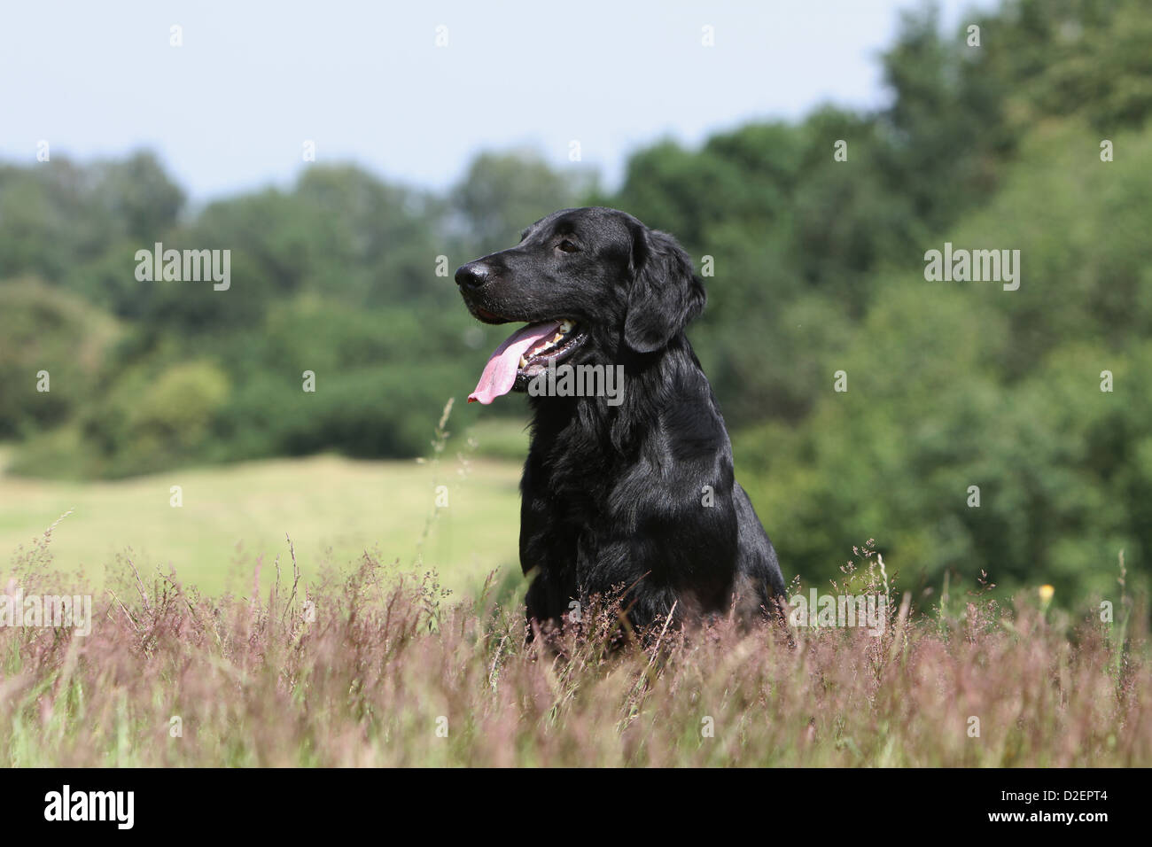 Hund Flat Coated Retriever Erwachsener (schwarz) auf einer Wiese sitzen Stockfoto
