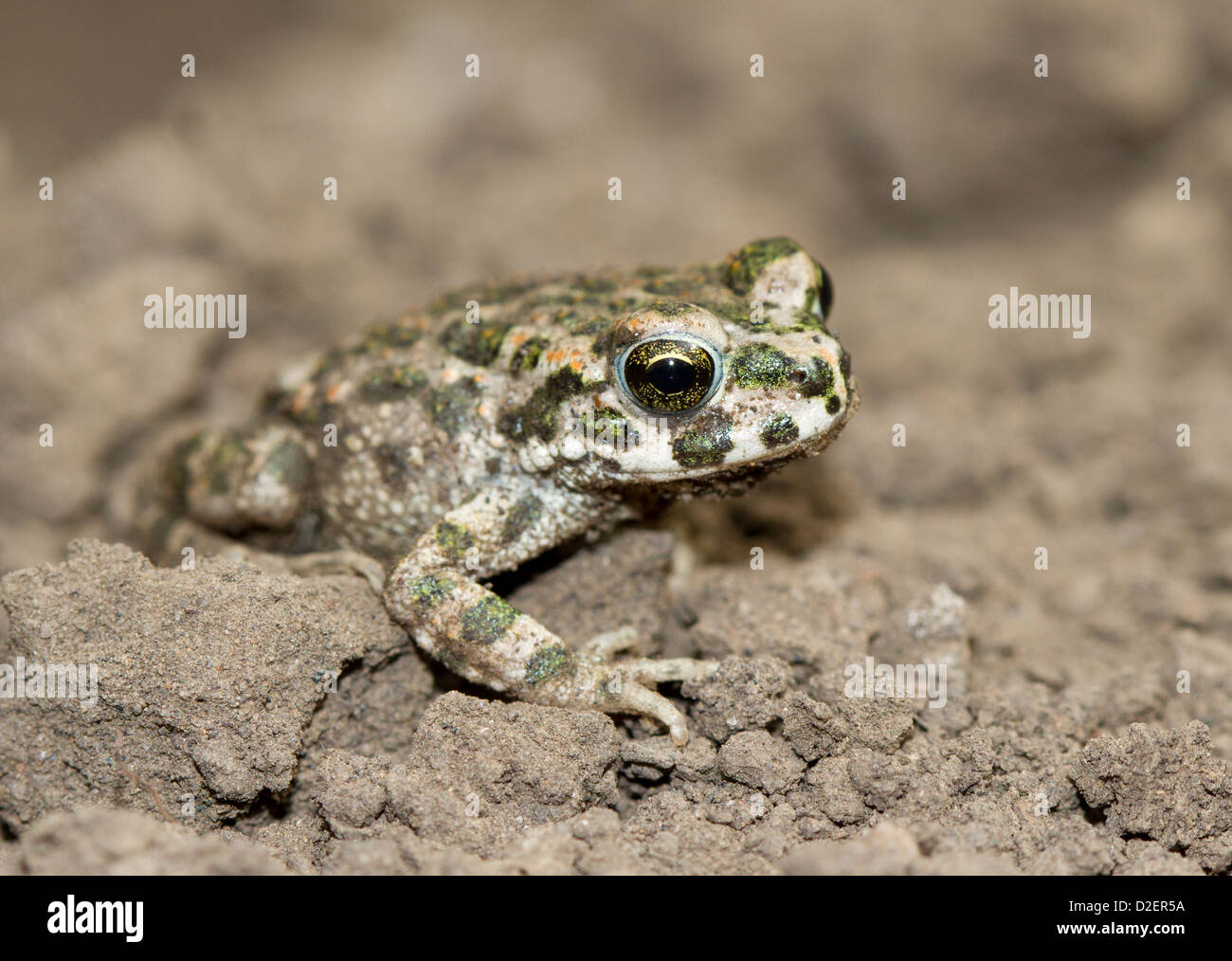 Grüne Kröte (Bufo Viridis) auf die braune Erde. Stockfoto