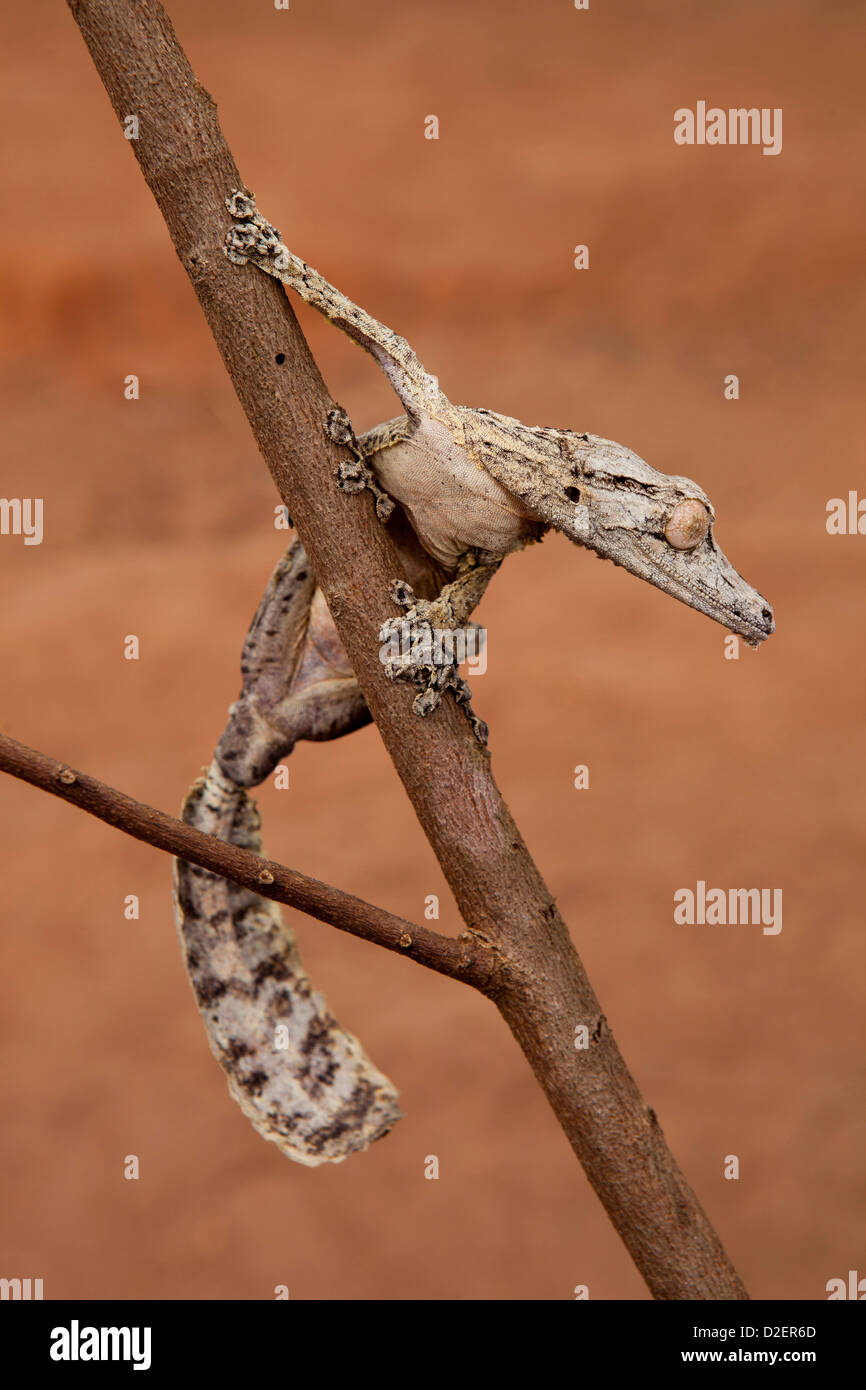 Madagaskar, Betrieb Wallacea, Mariarano, Blatt Tailed Gecko Uroplatis heckeli Stockfoto