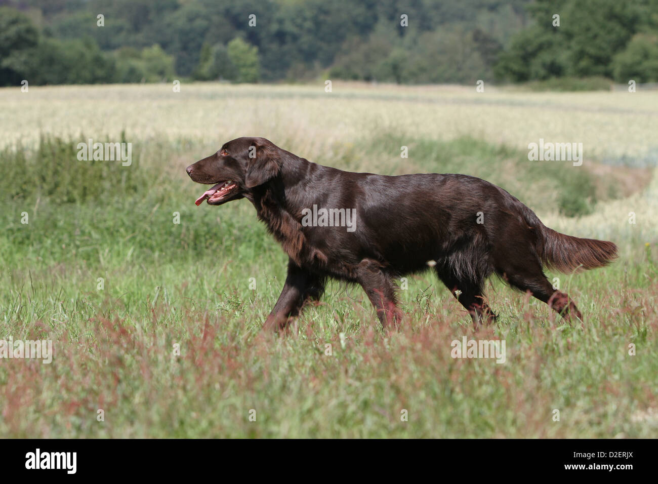 Hund Flat Coated Retriever (braun) zu Fuß auf einer Wiese Stockfoto